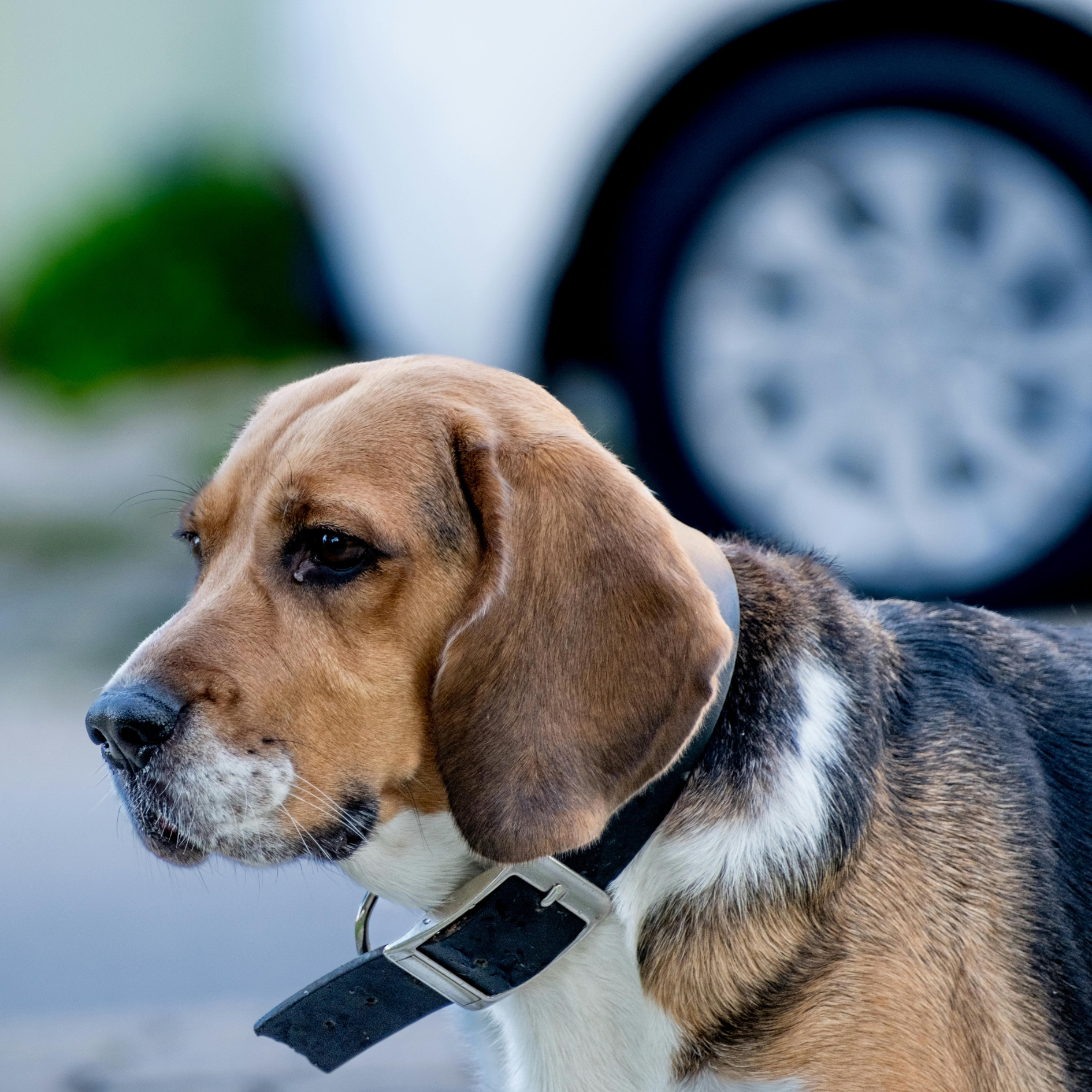 Close-up of a beagle dog wearing a black collar with a silver buckle, outdoors with a blurred background and a large tire in the background.