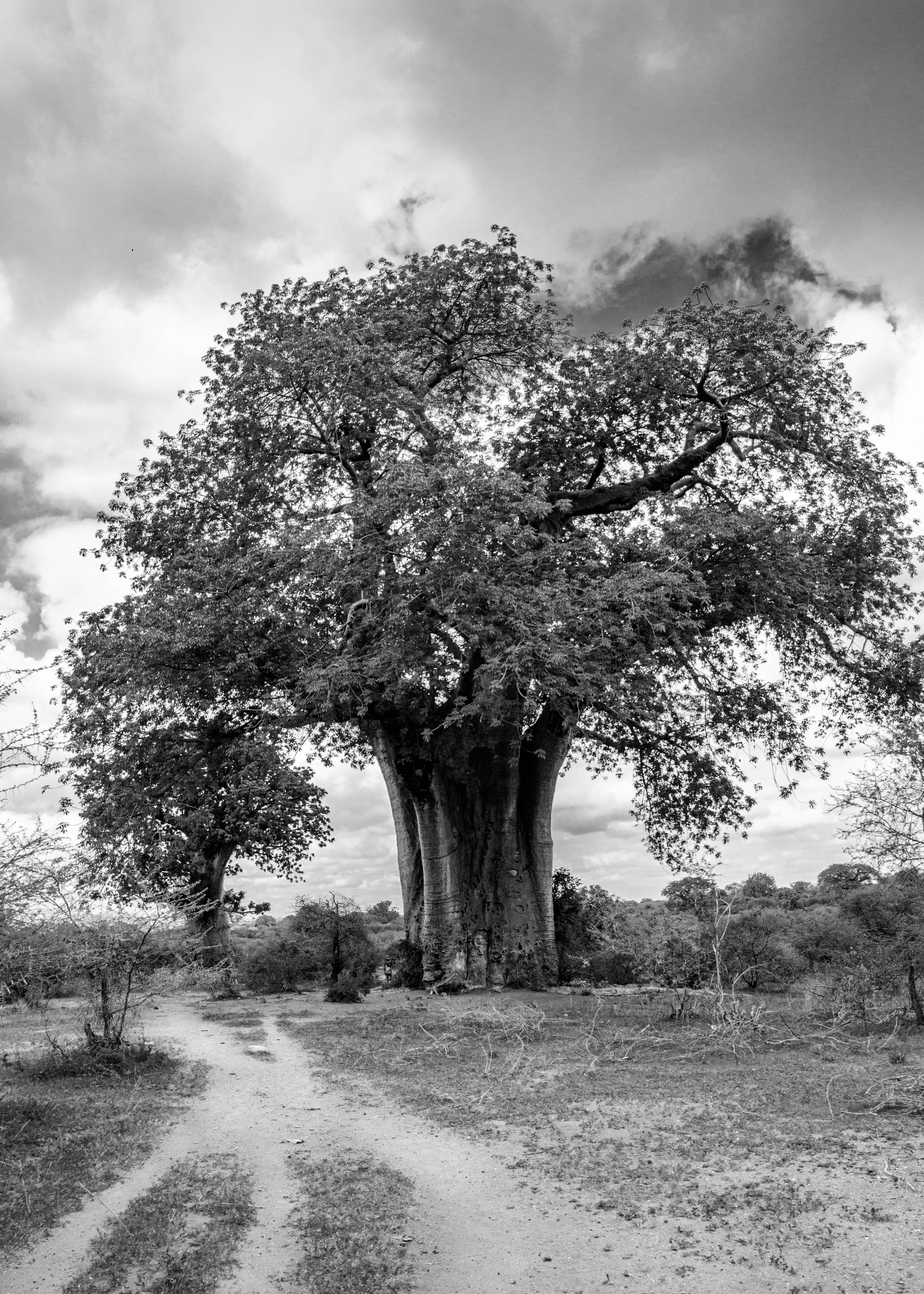 20201227, Mata do Revobue 158-Editar(B&W).jpg