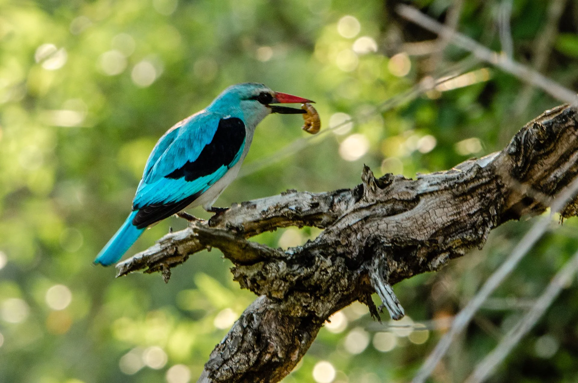 Title: Beija-flor com presas comidas na boca, empoleirado em galho de árvore, com fundo de folhas verdes, segurando inseto.