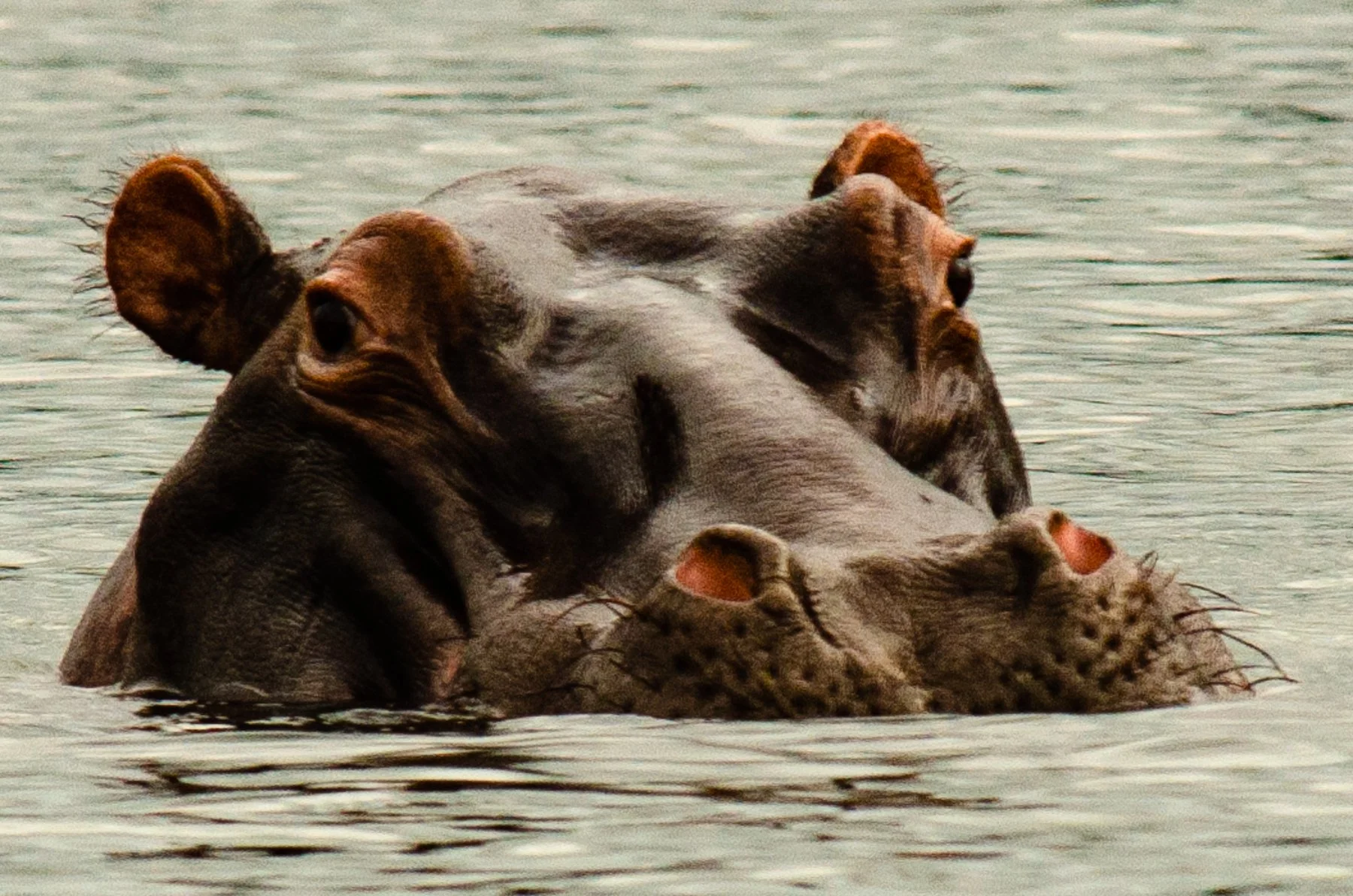 Dois hipopótamos de cabeça e ombros parcialmente submersos na água, com um deles tendo a cabeça apoiada na parte de trás do outro.
