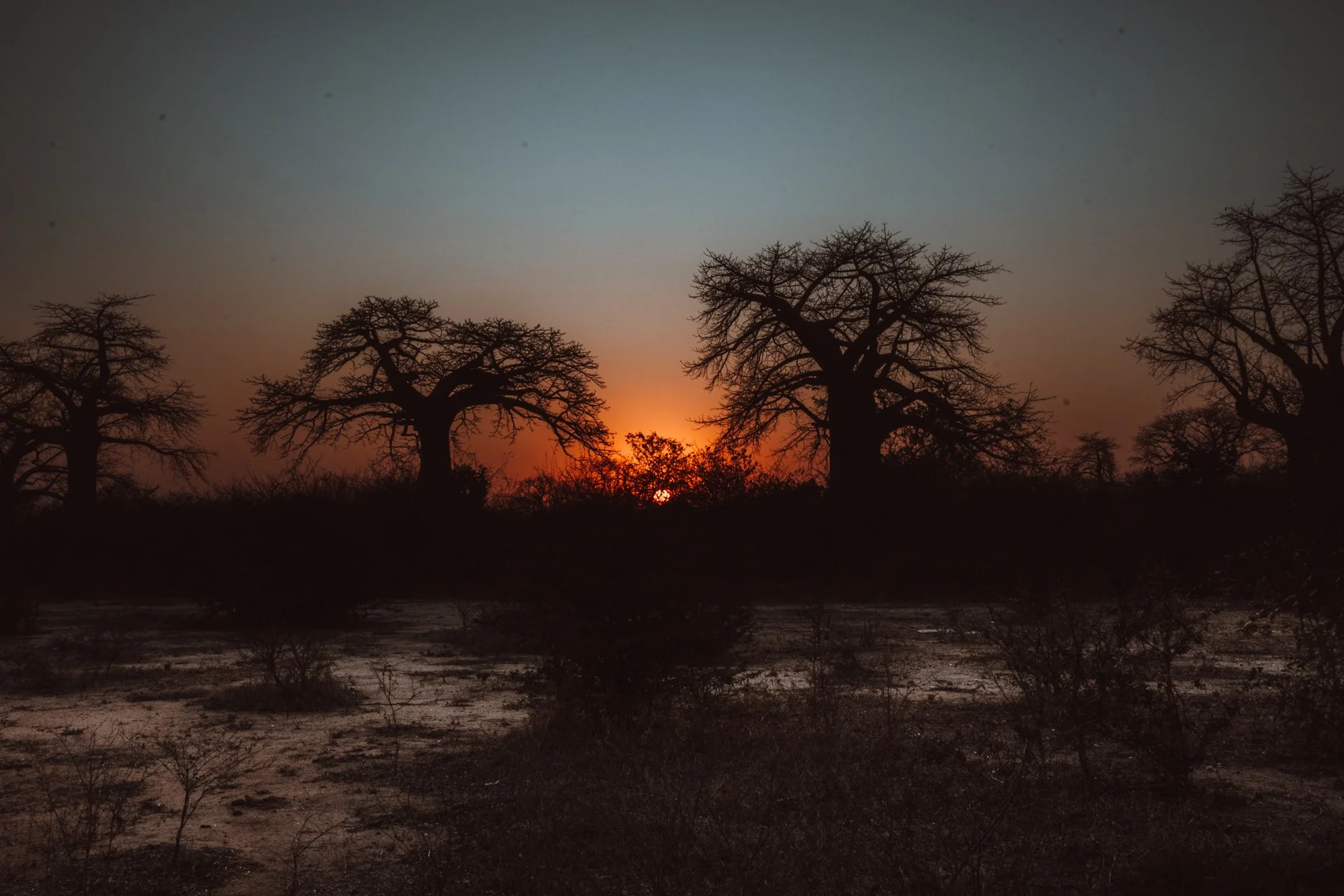 20220731, Baobah 024.jpg