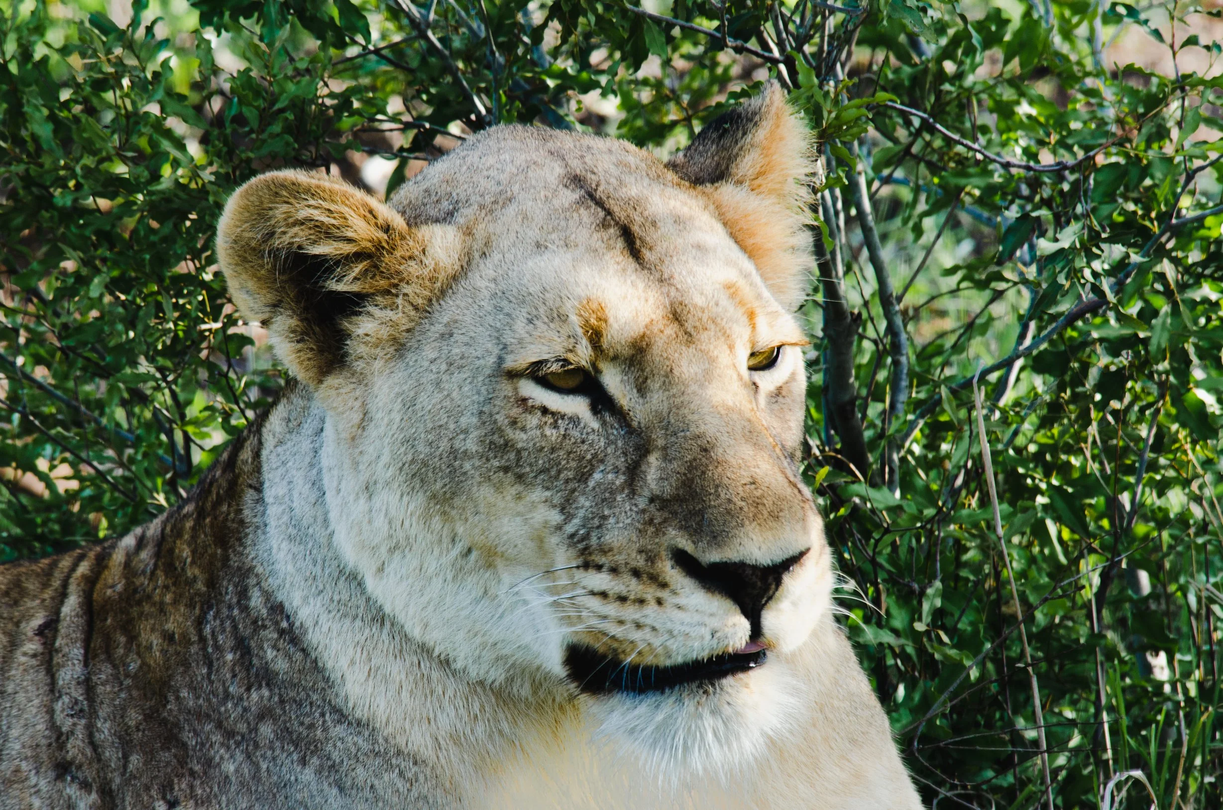 Leoa descansando na vegetação do habitat natural