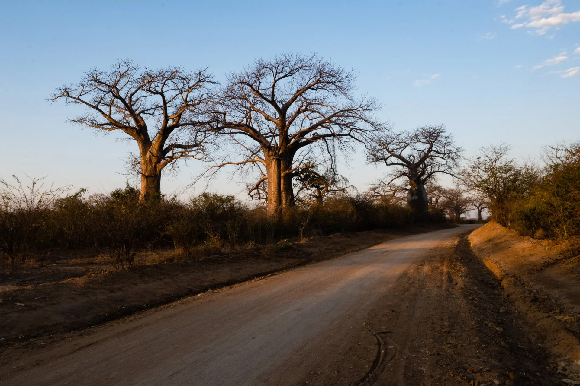 20220731, Baobah 001.jpg