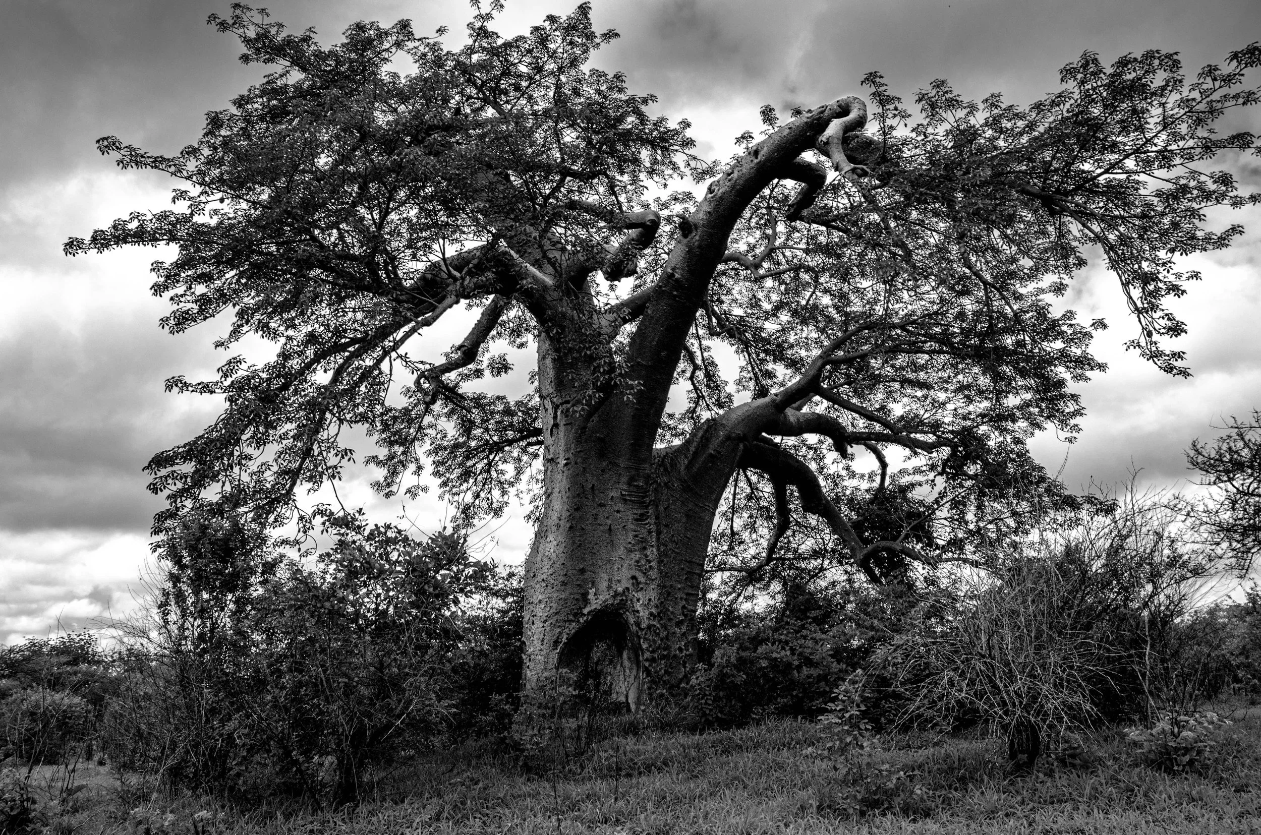 20201227, Mata do Revobue 030-Editar(B&W).jpg