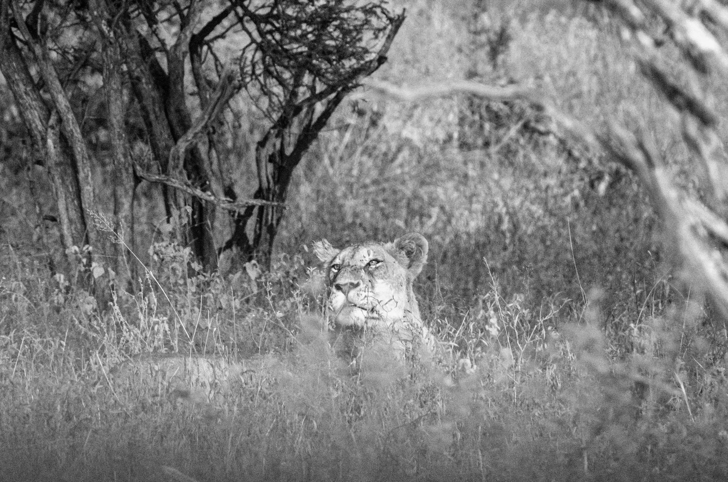 Leopardo escondido na vegetação, parcialmente oculto pelas plantas e árvores, visto em preto e branco.