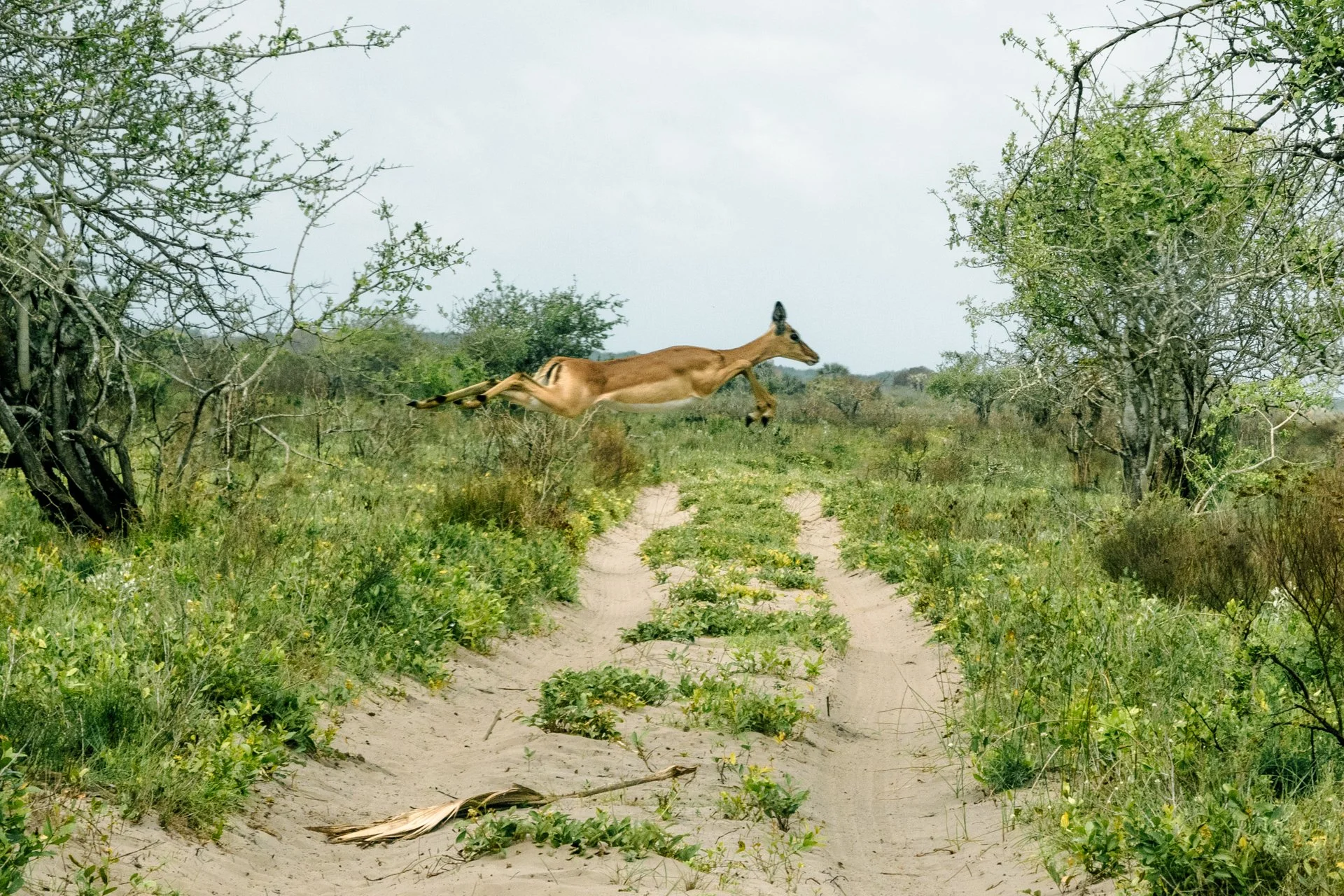 Um animal que parece uma anta (antílope) saltando por um caminho de terra em uma paisagem natural com arbustos e árvores ao redor.