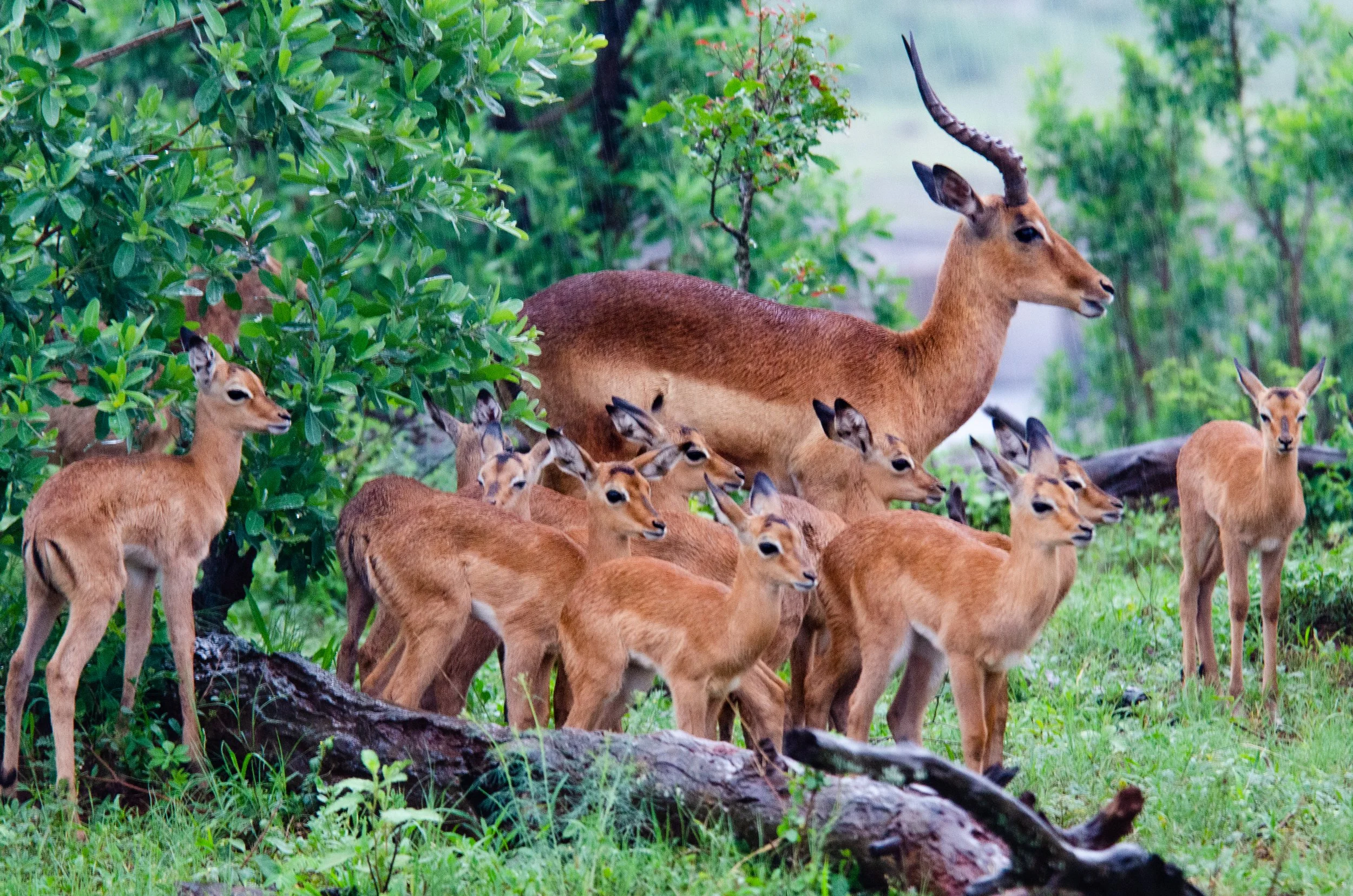 Veado com filhotes em ambiente natural com vegetação verde e árvores.