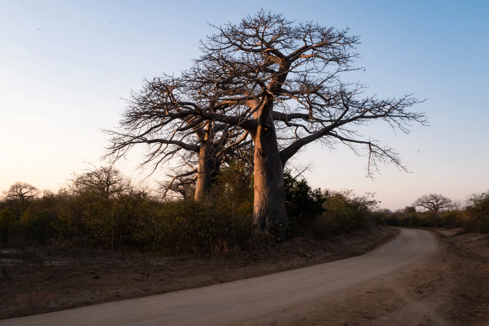 20220731, Baobah 007.jpg