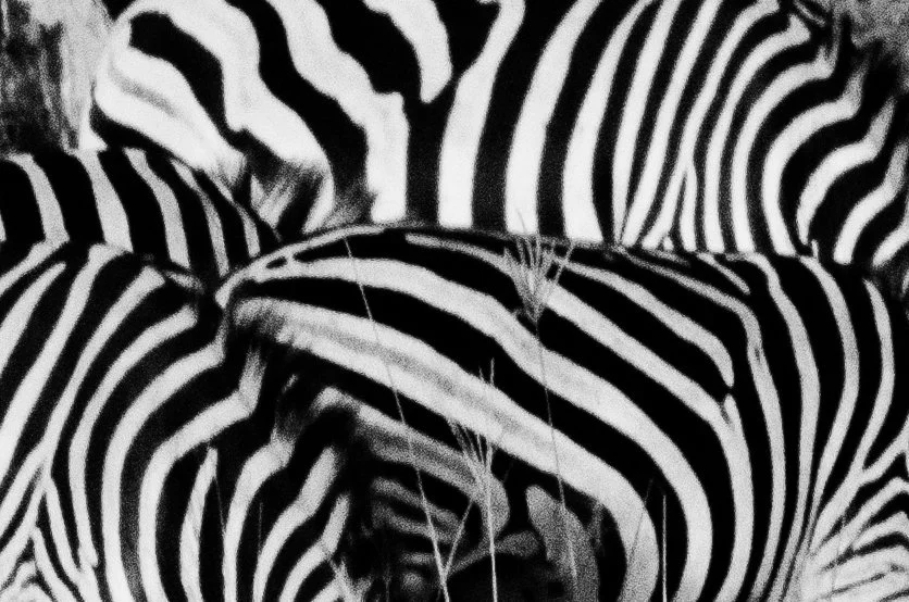 Close-up de listras preto e branco de zebra