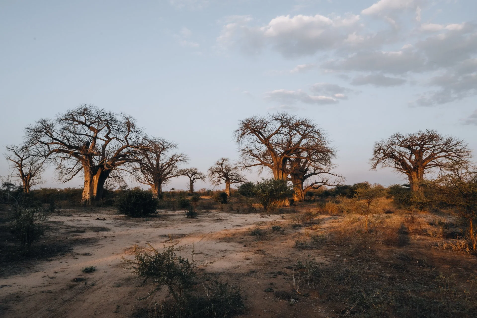 20220731, Baobah 008.jpg