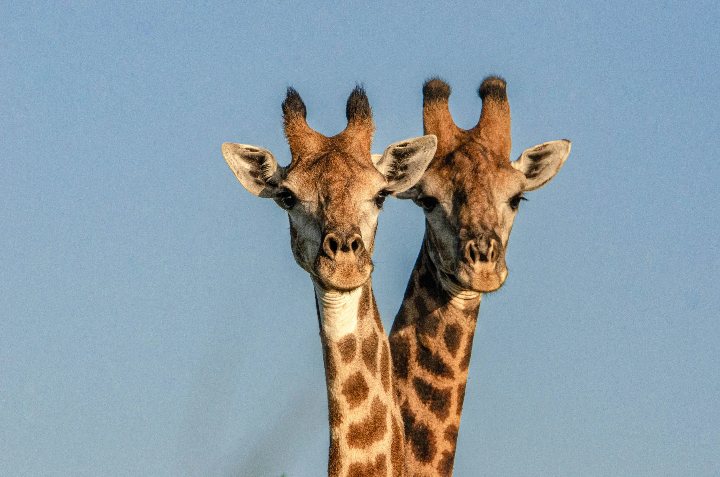 Dois girafas com pescoços alongados, uma de frente e outra de lado, contra um céu azul.
