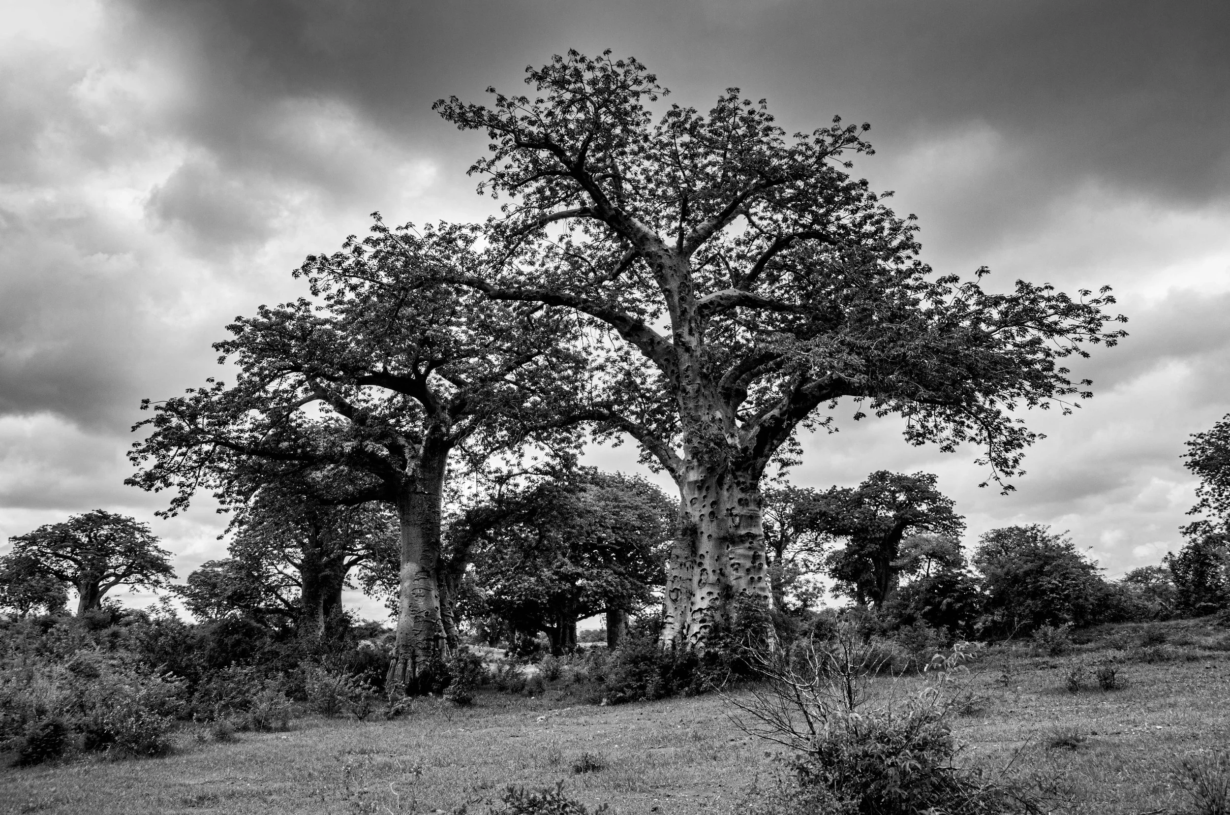 20201227, Mata do Revobue 051-Editar(B&W).jpg