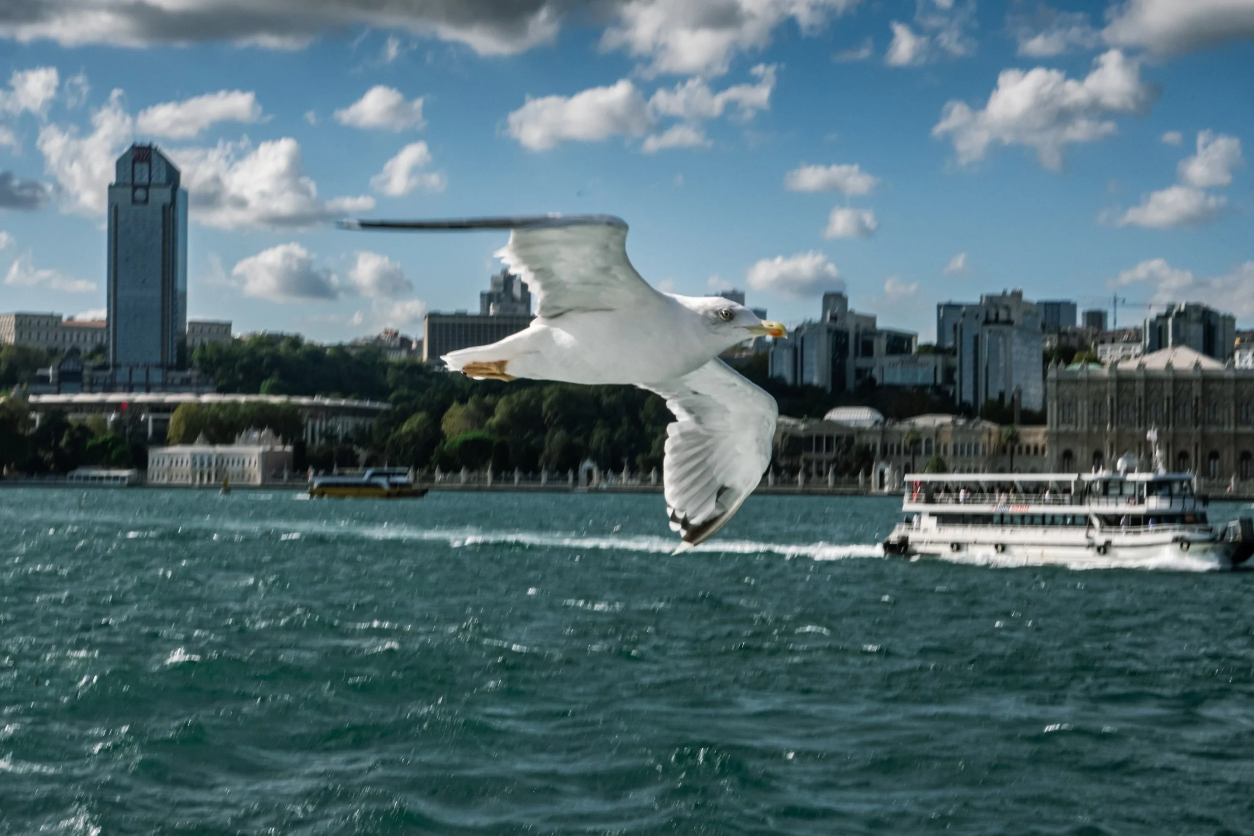 Gavião branco voando sobre um rio na cidade com prédios ao fundo e céu com nuvens.