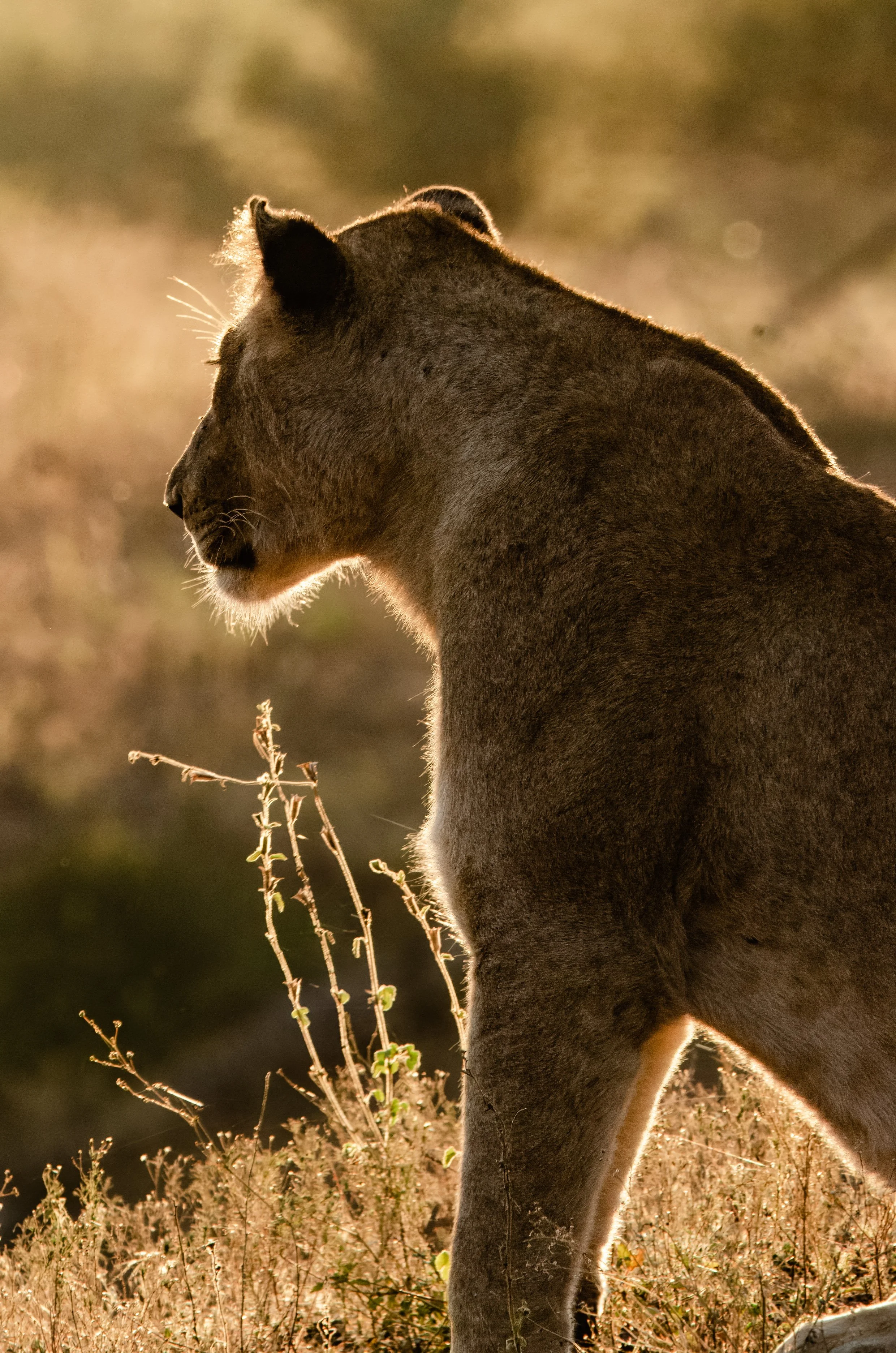 Lebre africana de perfil em meio à vegetação, com iluminação de fundo.