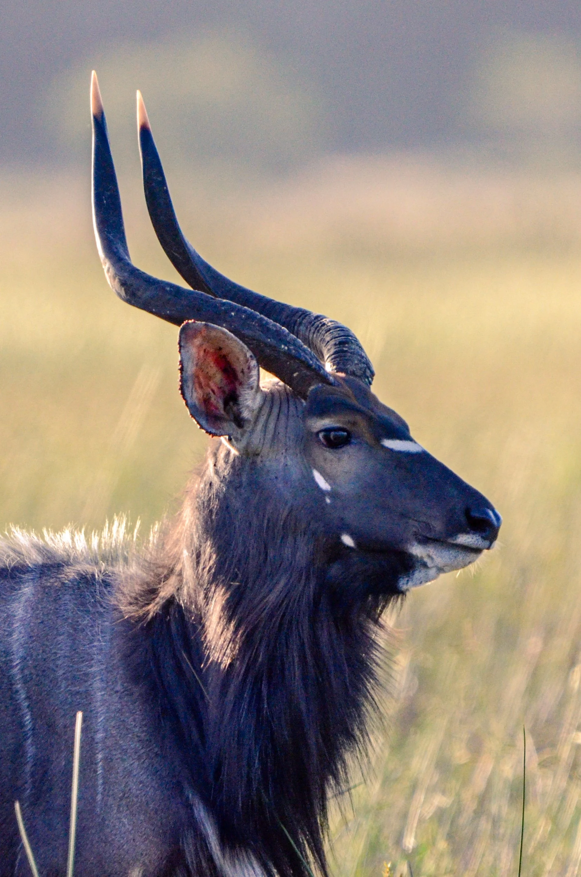 Imagem de um antílope em um campo, com chifres longos e curvados, pelos escuros e orelhas pontudas.