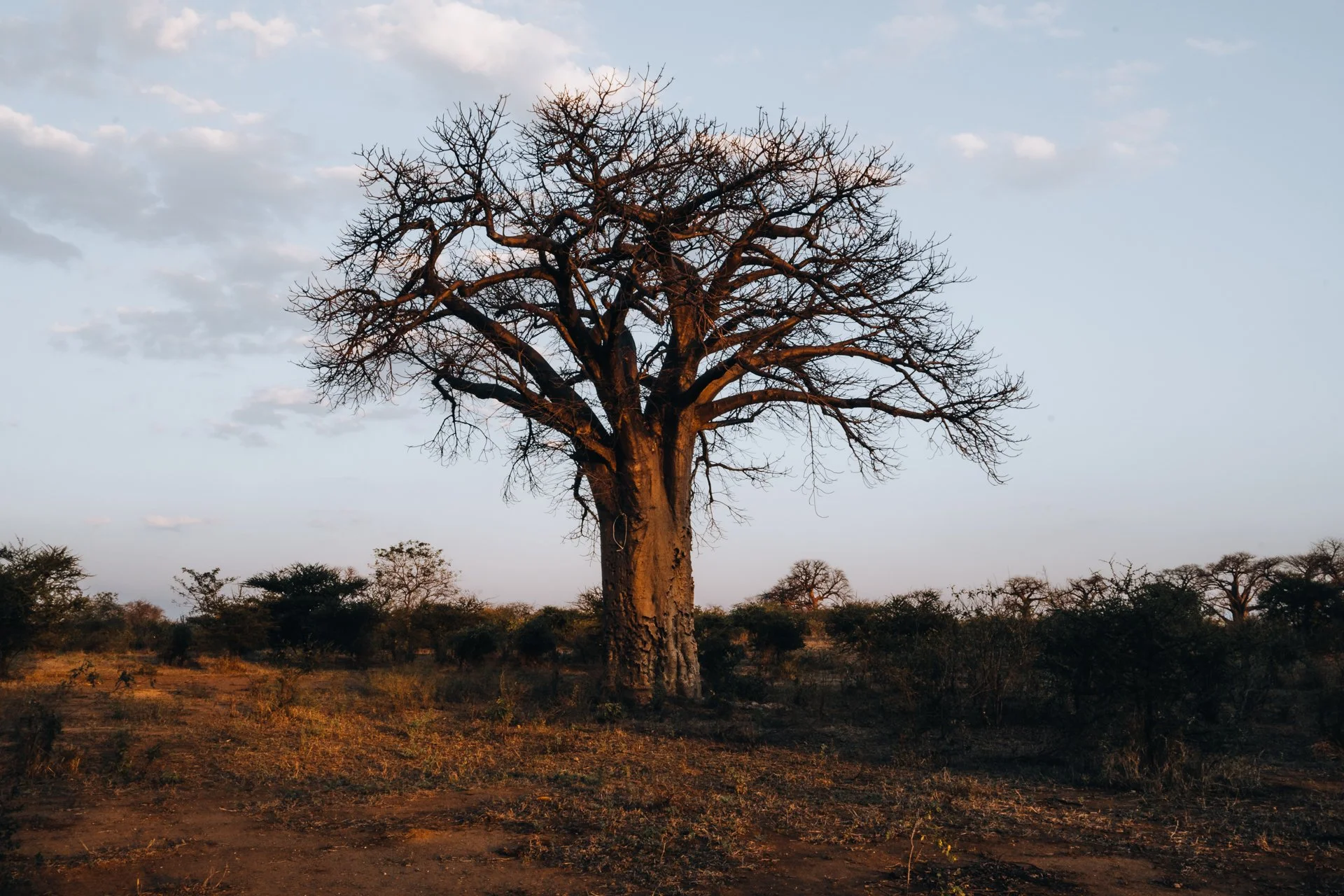 20220731, Baobah 010.jpg