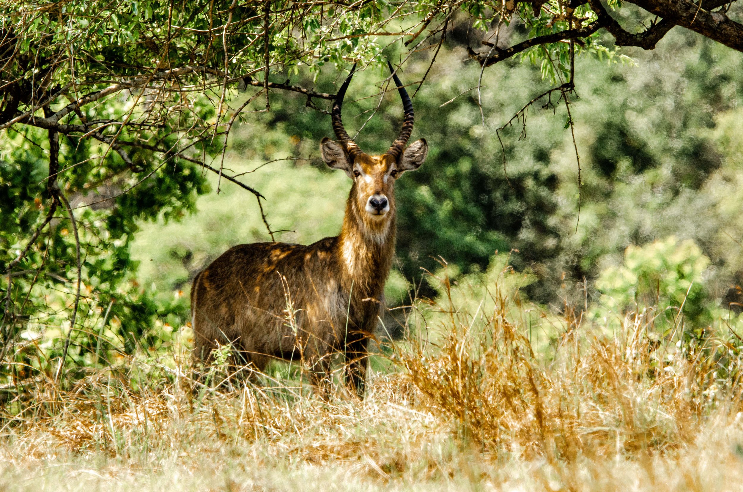 Antílope de chifres longos em meio à vegetação da savana.