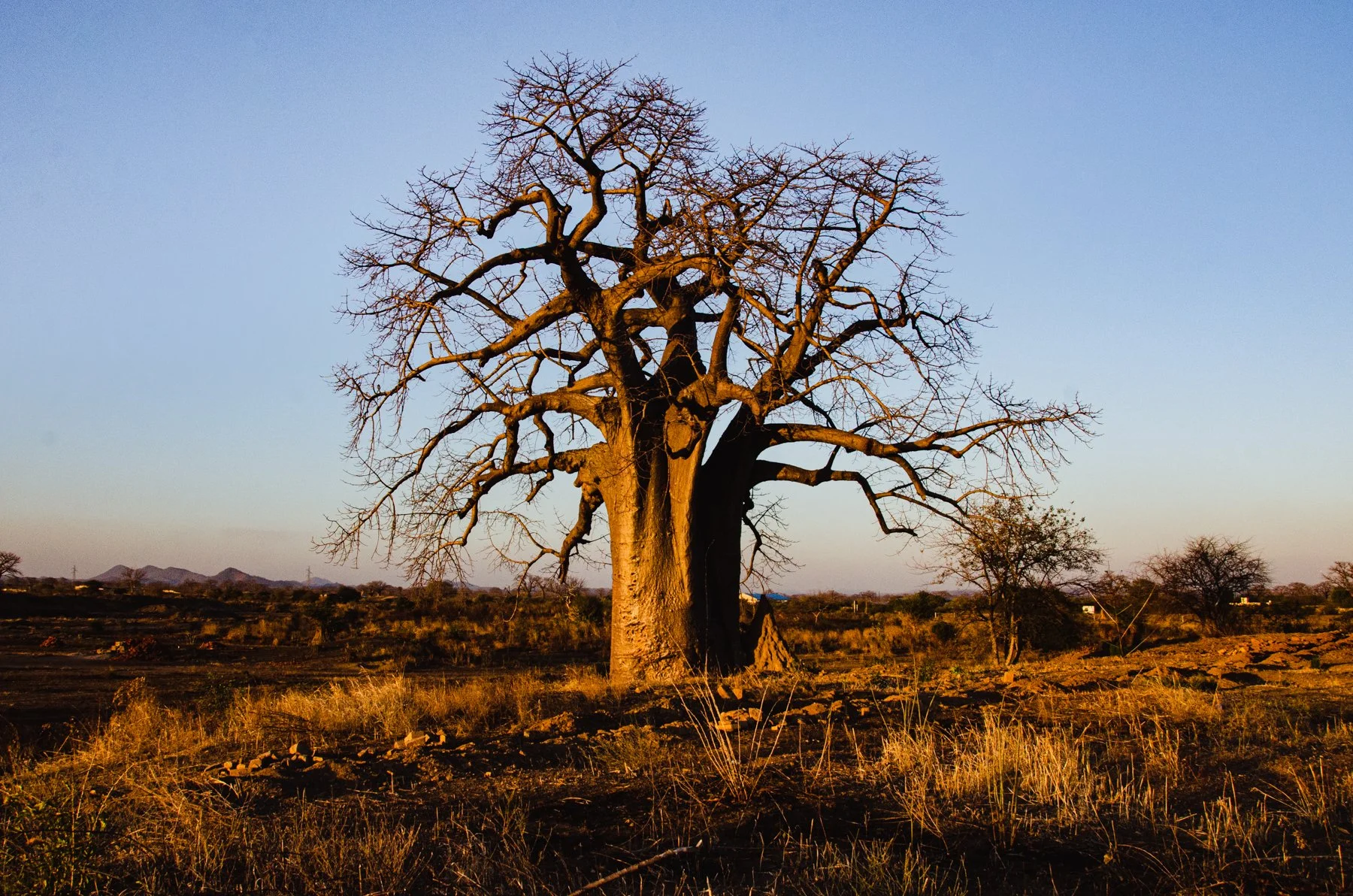 20200809, Por do Sol backyard 012.jpg