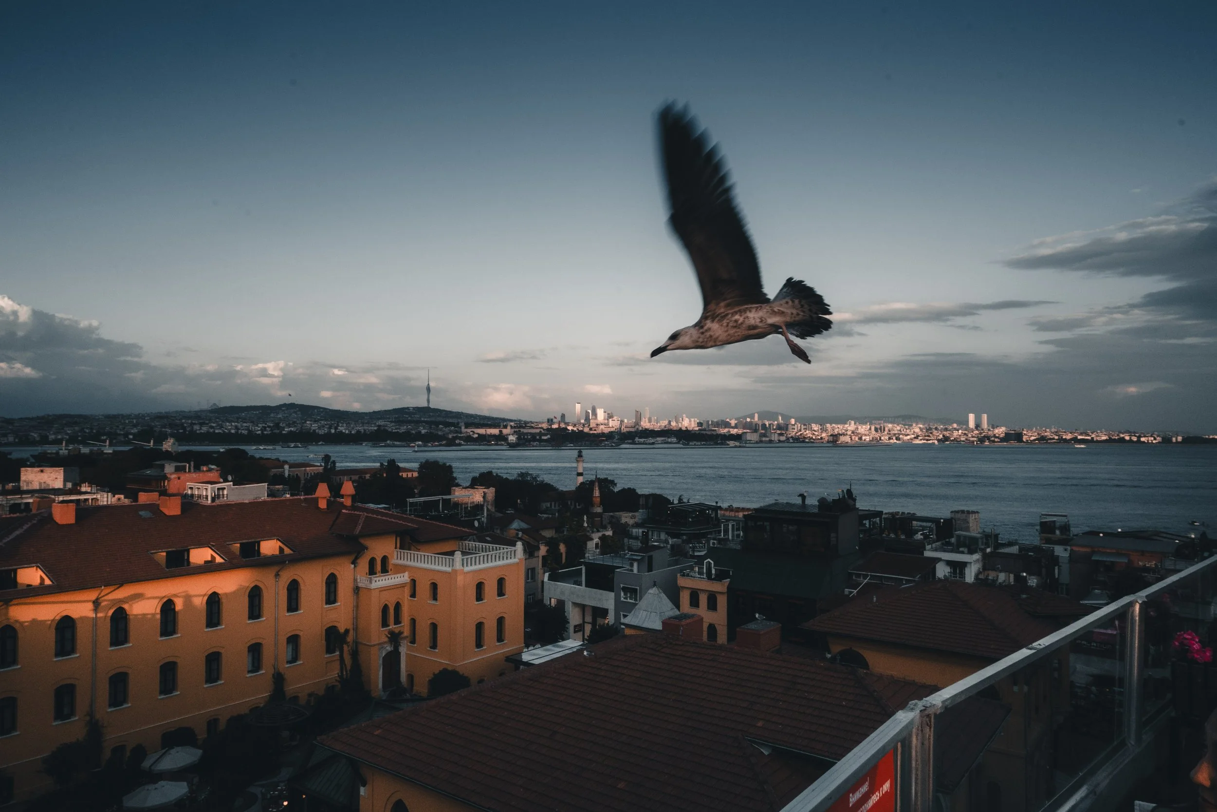 Pomba em voo sobre telhados de casas na cidade, com rio ao fundo e edifícios no horizonte ao entardecer.