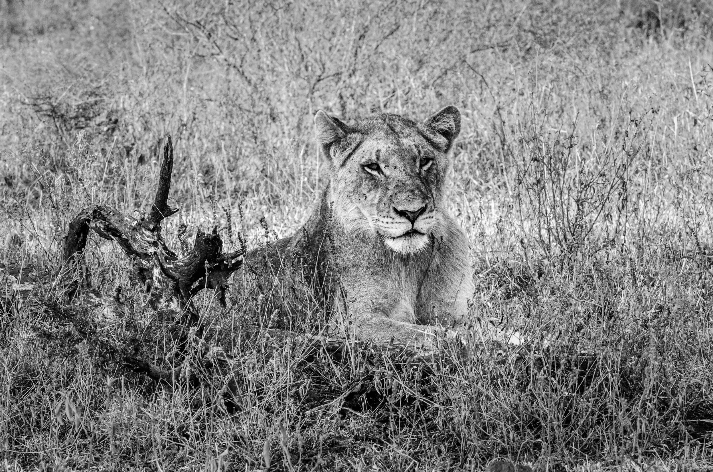 Leoa deitada na grama na savana africana, em preto e branco.