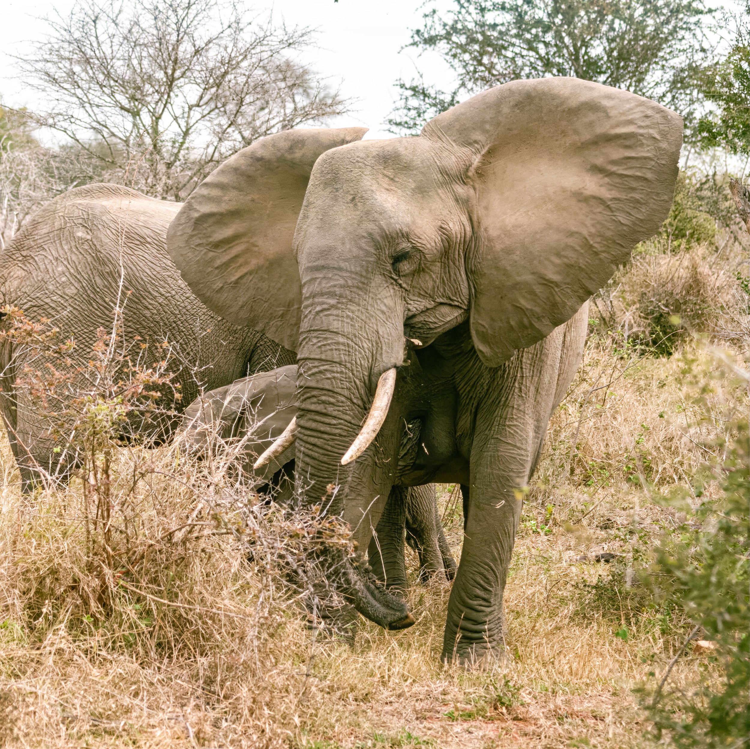 Imagem de um elefante na natureza, cercado por vegetação seca e árvores