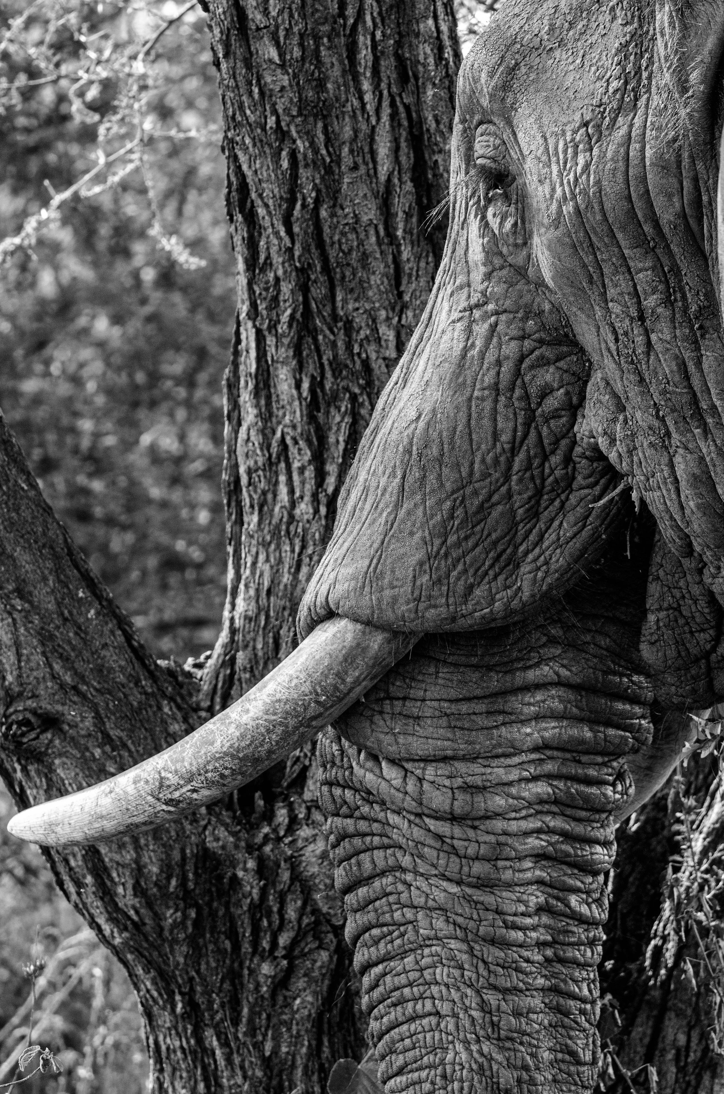 Elefante em uma floresta, capturado em foto preto e branco.