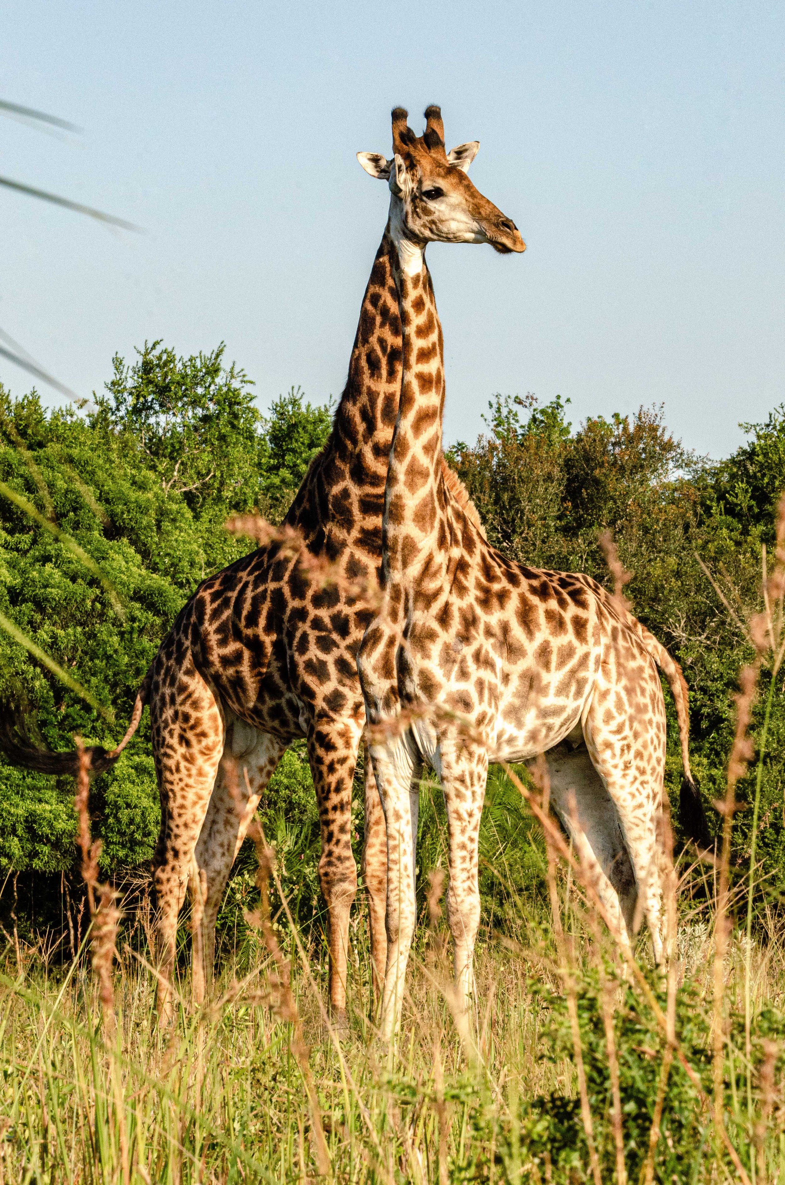 Girafa no meio de vegetação na natureza.
