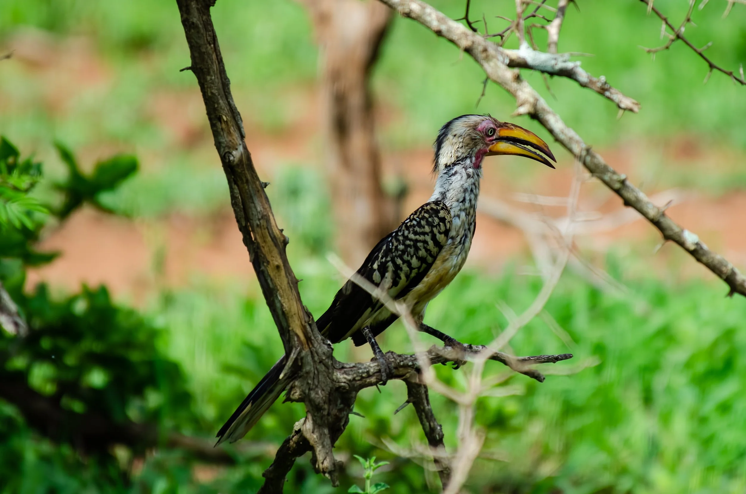 Cacao com penas de cores variadas, pousado em galho de árvore na floresta.