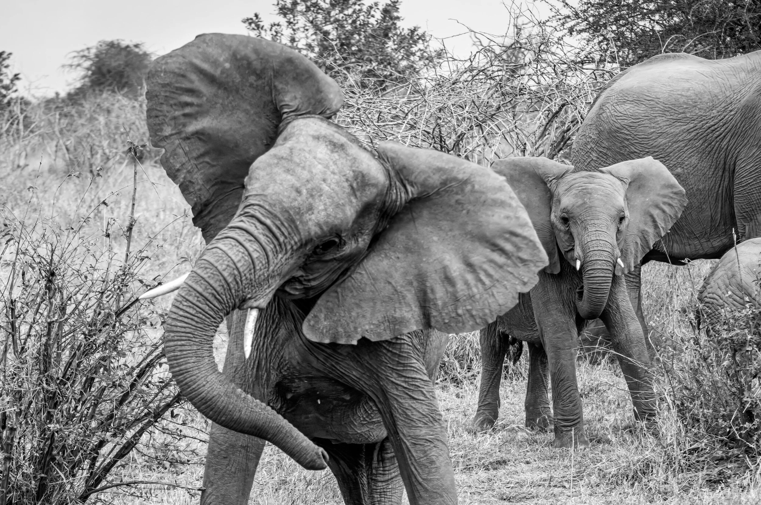 Grupo de elefantes na savana, alguns com as orelhas abertas, em um ambiente com vegetação baixa e árvores ao fundo.