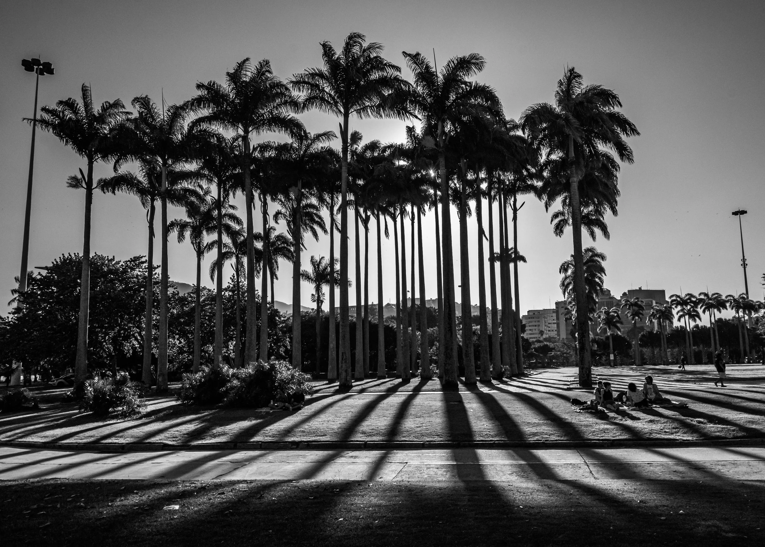 Filas de coqueiros ao pôr do sol em um parque, com sombras longas no chão e pessoas sentadas e caminhando ao fundo, em uma cena em preto e branco.