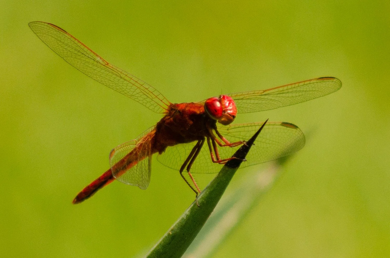 Libélula vermelha pousada em um galho verde, com fundo verde difuso.