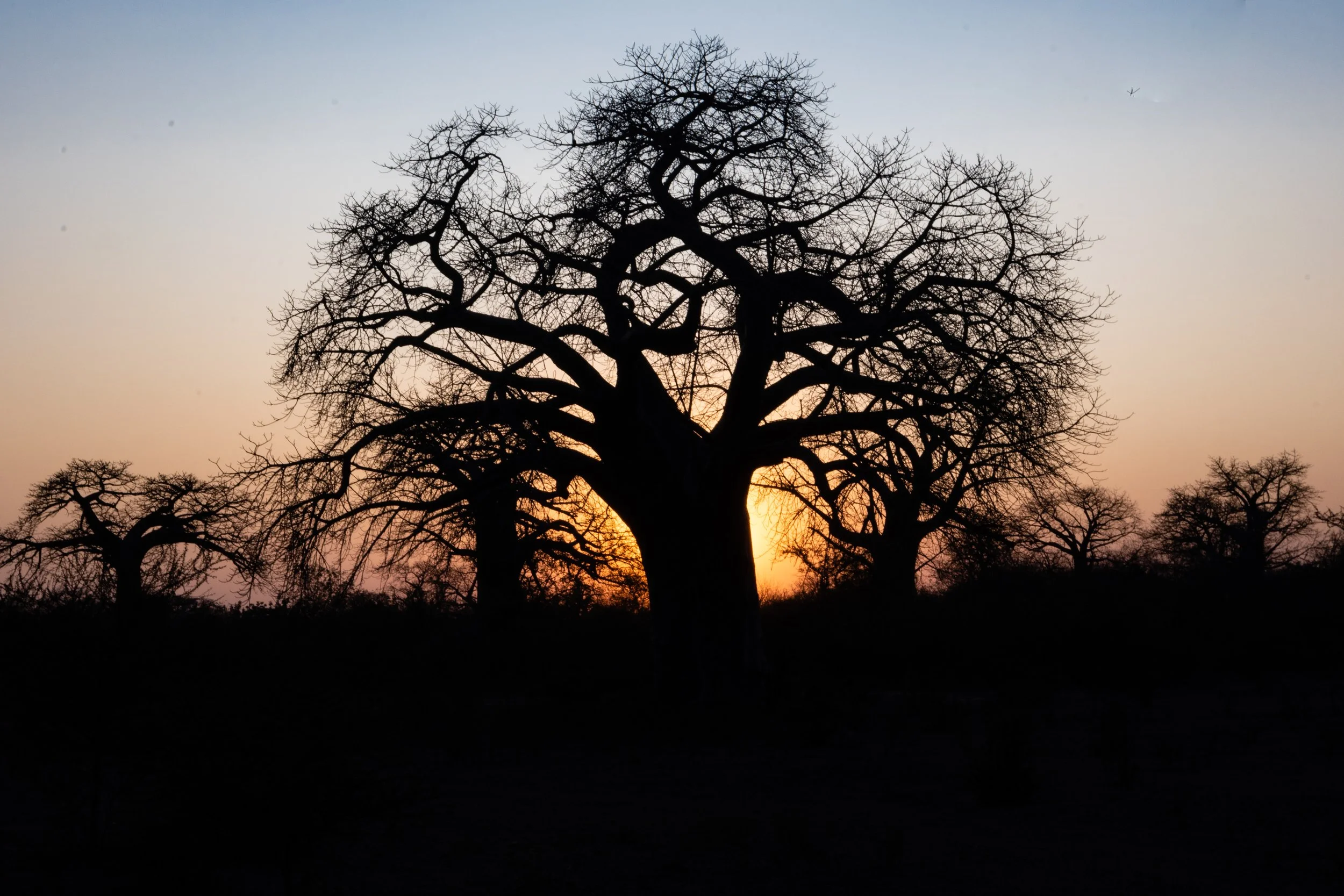 20220731, Baobah 018.jpg