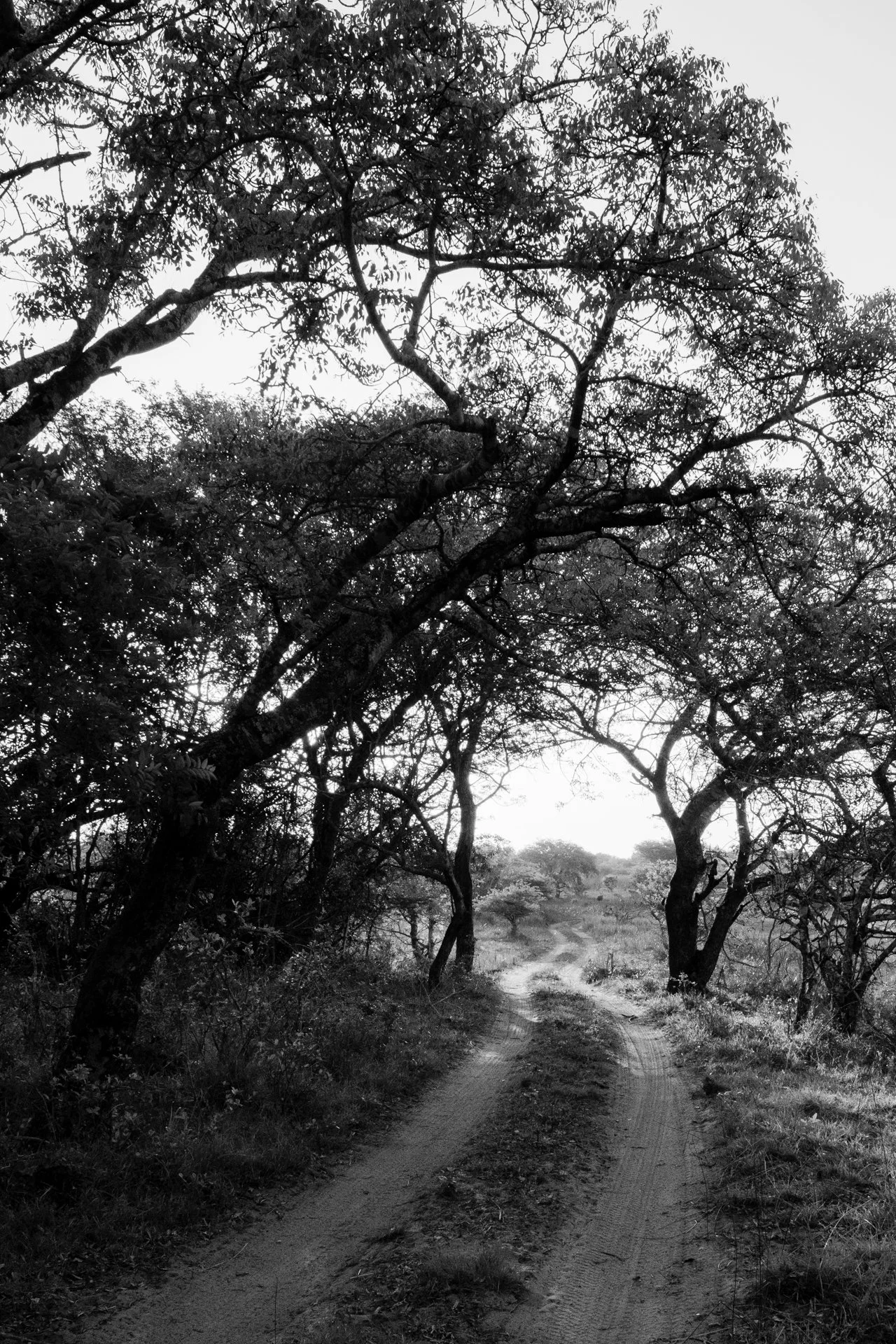 Caminho de terra sinuoso atravessando uma floresta de árvores com galhos retorcidos, sob um céu claro, em uma paisagem natural