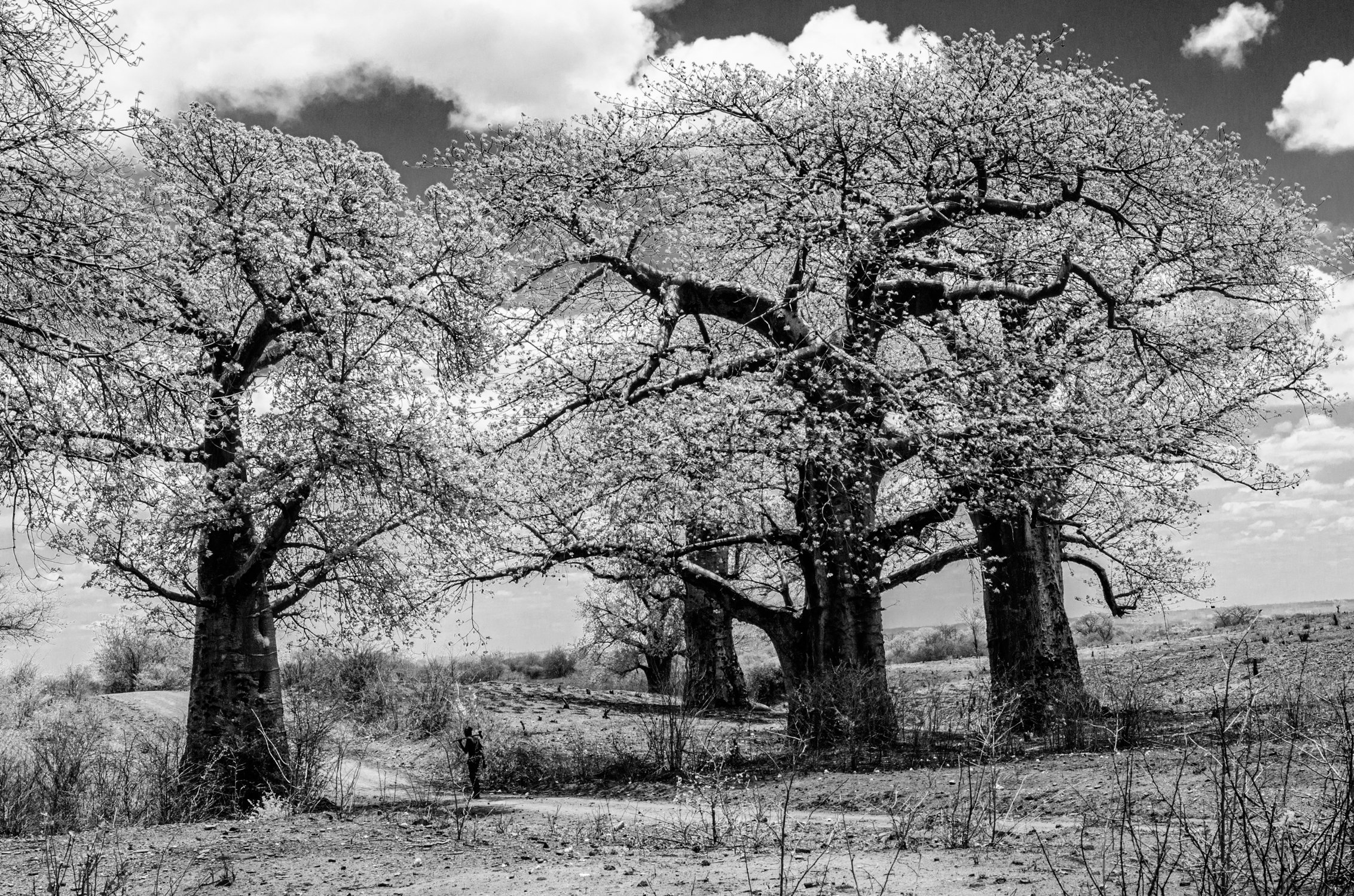 Árvore com galhos retorcidos e flores, sob céu com algumas nuvens, na paisagem de campo árido com um caminho no primeiro plano