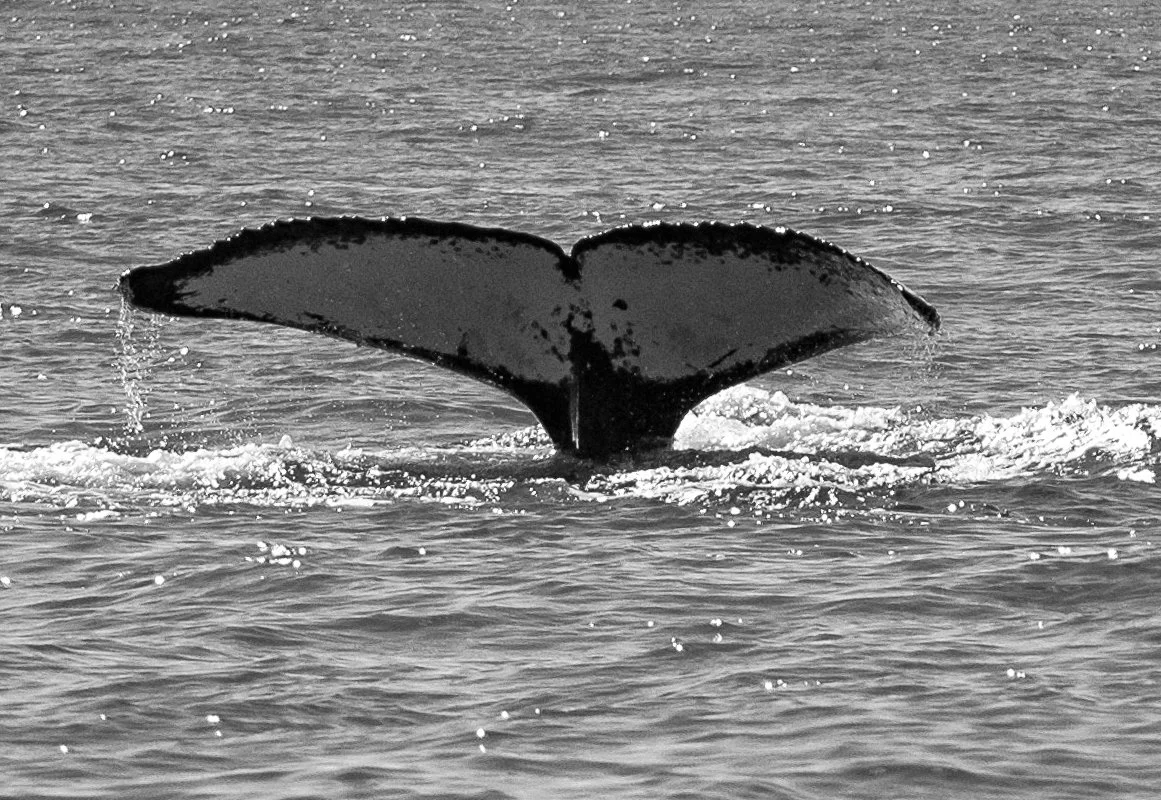Cauda de uma baleia visível na água, vista de trás.