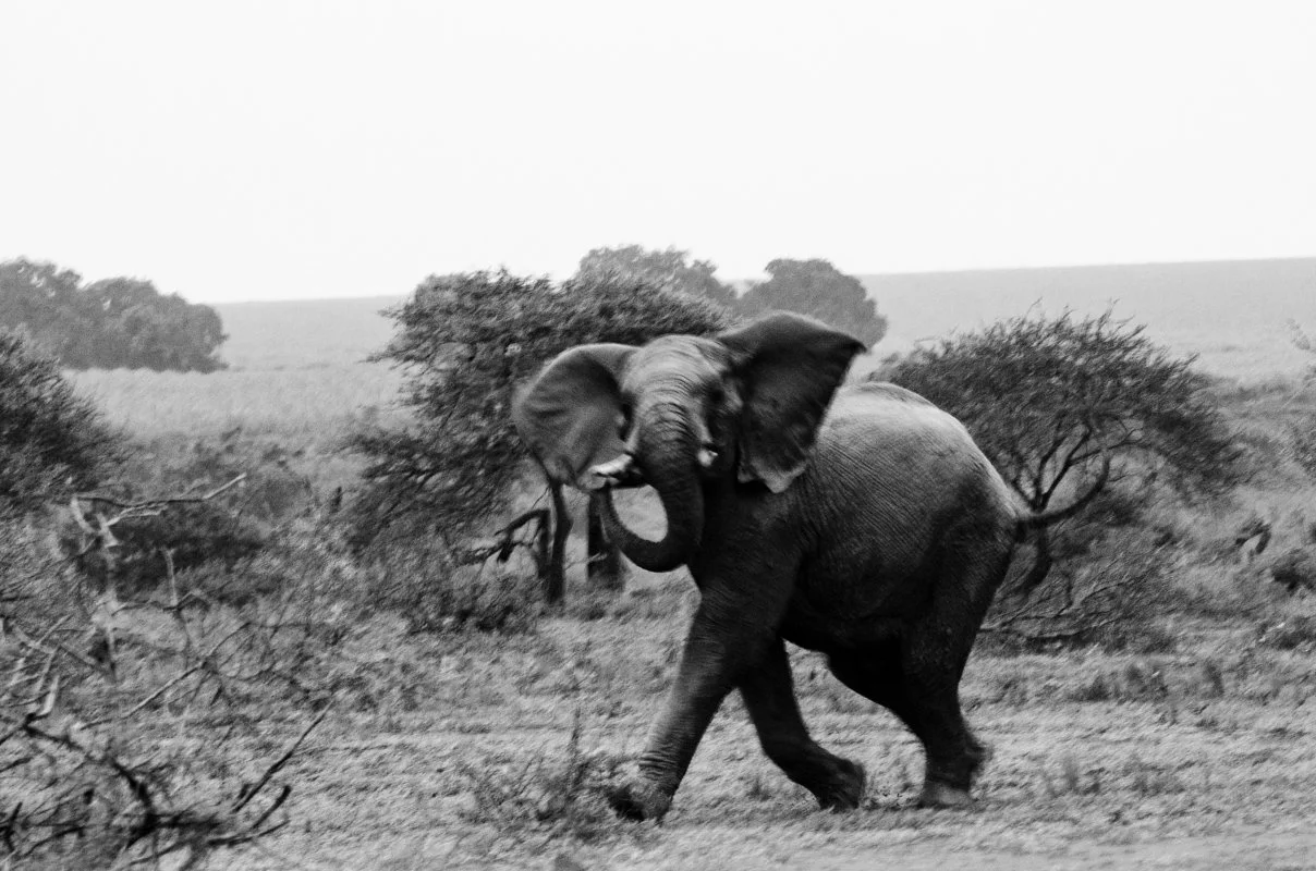 Elefante africano em dia claro, andando na savana com árvores e horizonte ao fundo.