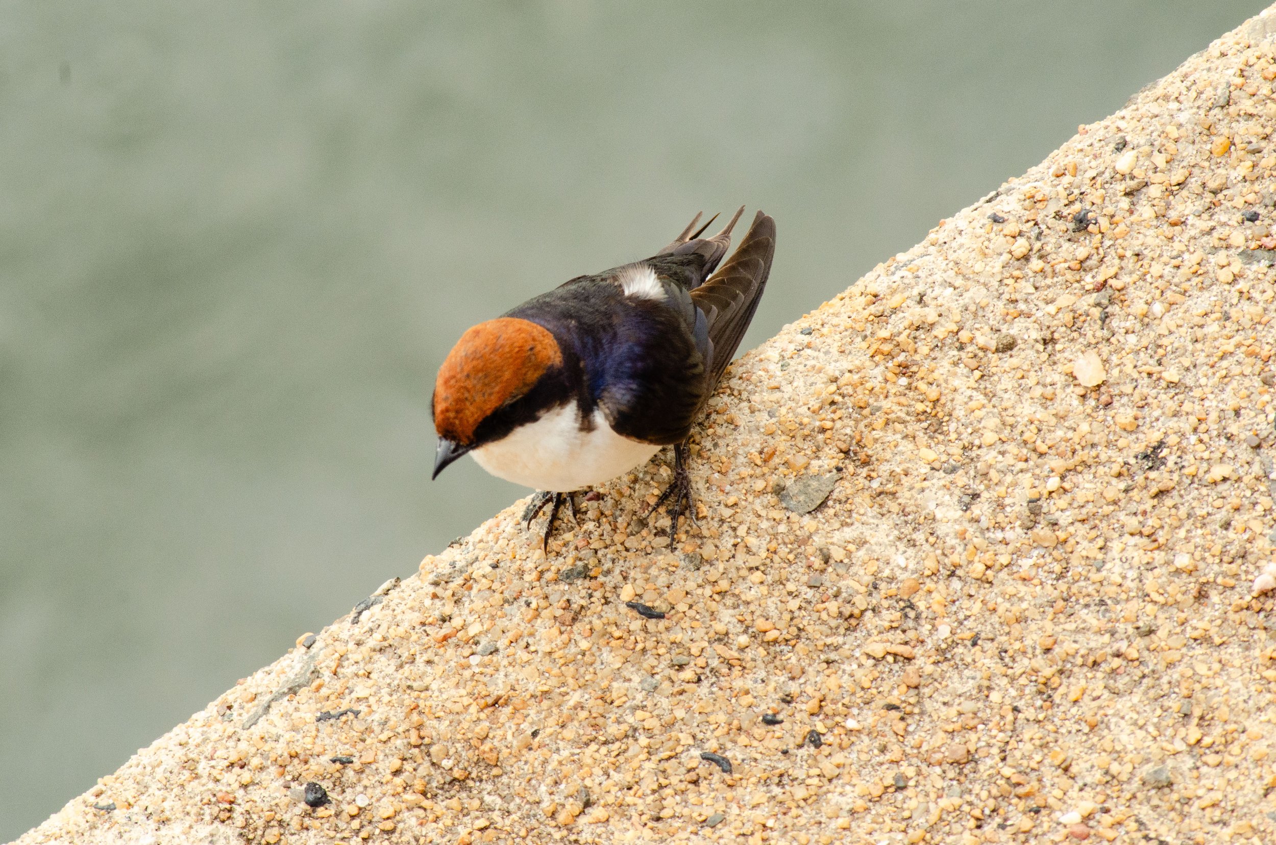 Tordo de cabeça laranja e corpo preto, branco na barriga, em uma pilha de areia ou terra