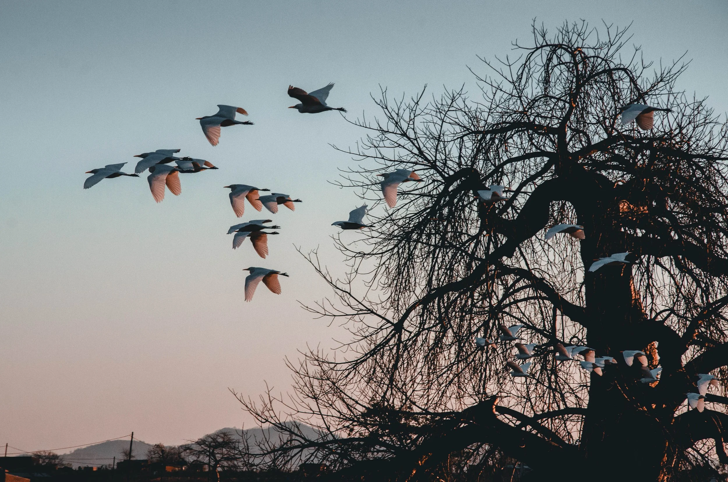 Foto de pássaros voando ao entardecer perto de uma árvore sem folhas, com montanhas ao fundo.