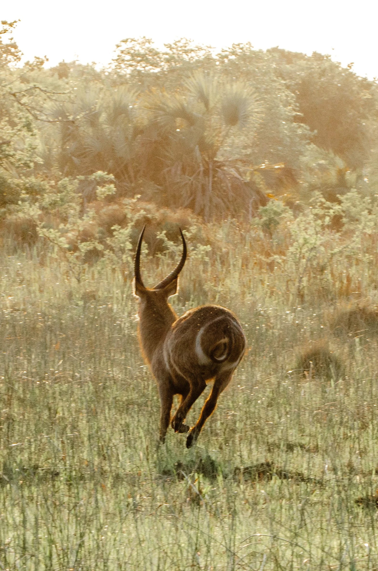 Um veado correndo pela floresta, com vegetação densa ao fundo