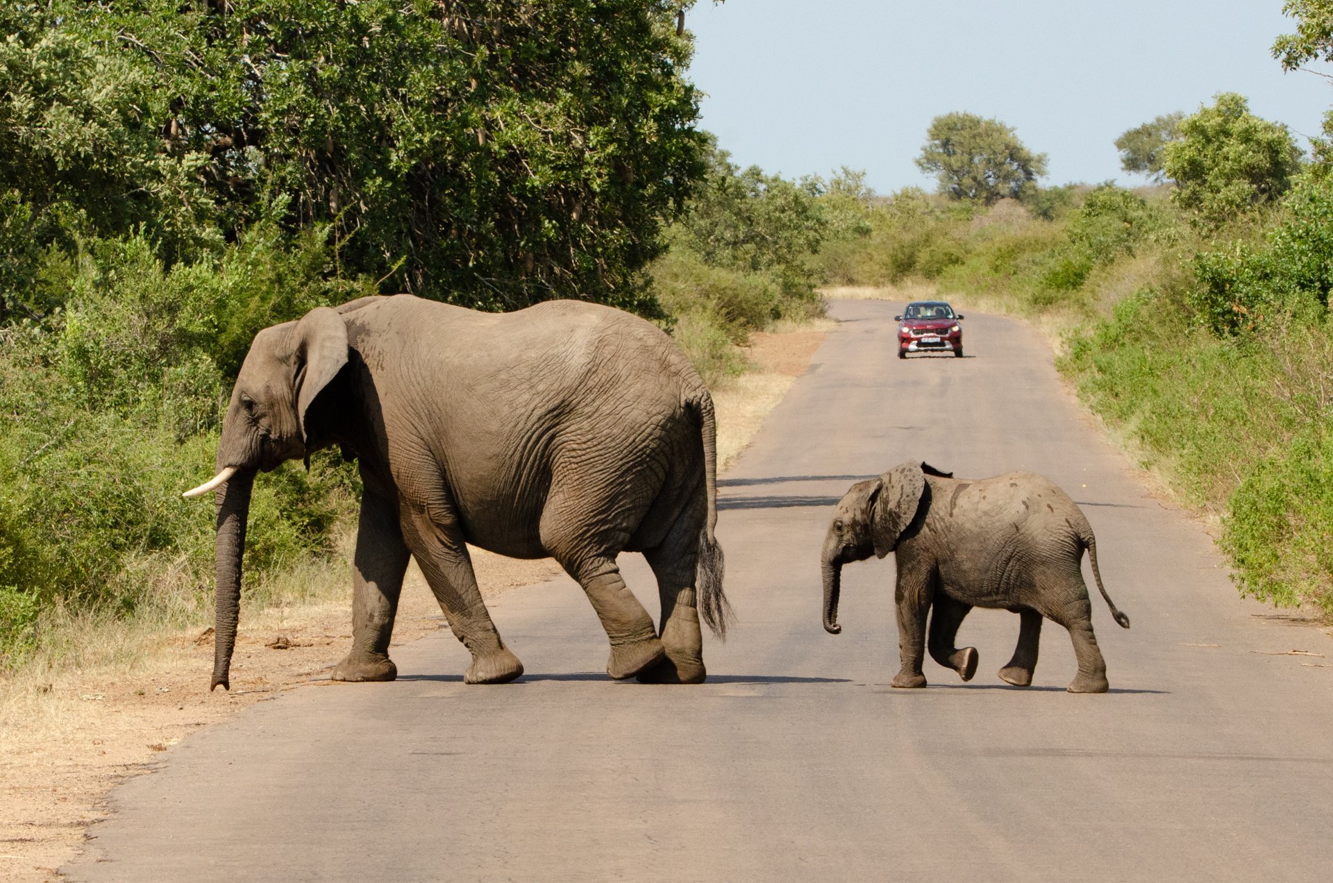 Elefantes, um adulto e uma criancinha, atravessando uma rua de terra em uma área de natureza.