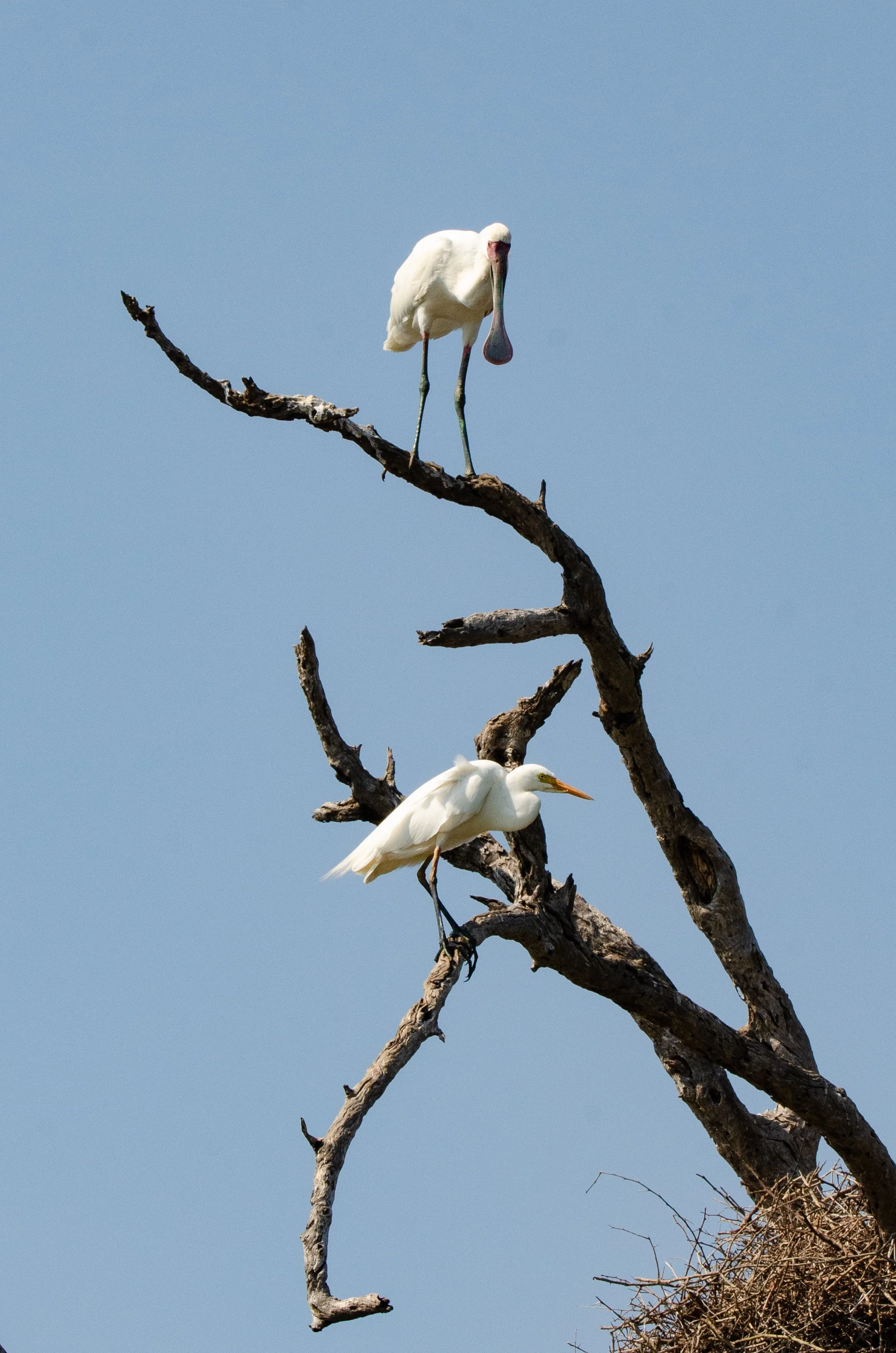 Dois pássaros brancos, um com bico alaranjado e outro com bico longo e cinza, empoleirados em galhos secos de árvore contra céu azul.
