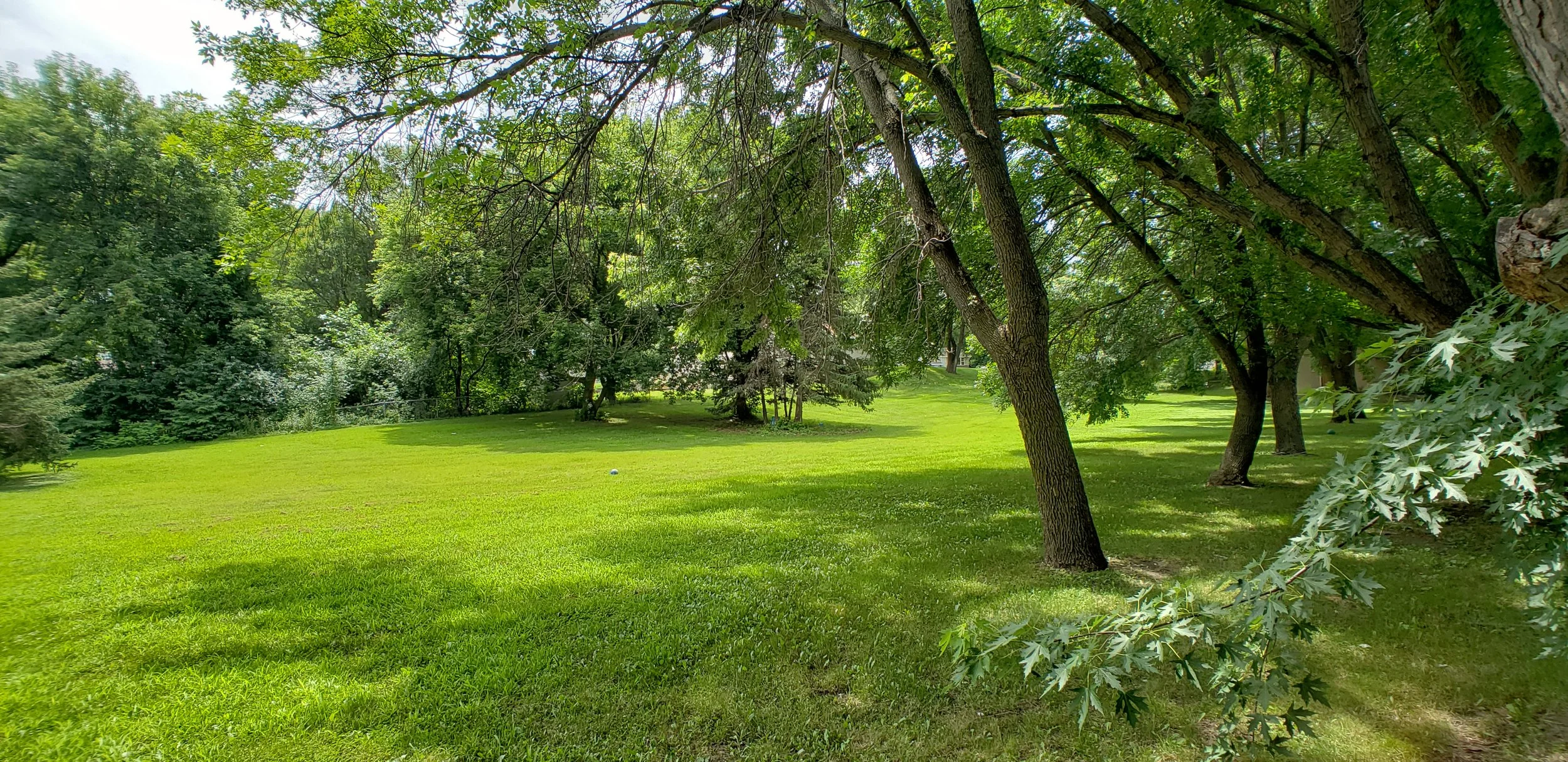 A lush green park with a variety of trees, bright grass, and dappled sunlight filtering through the leaves.