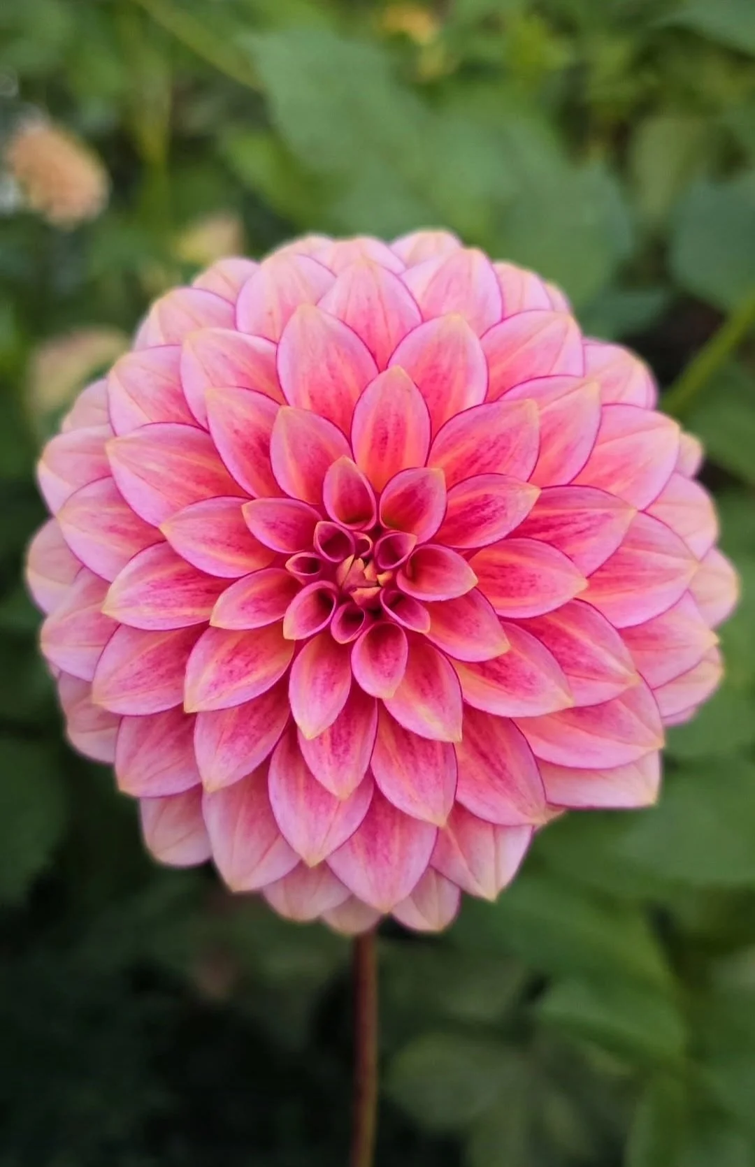 RM Raspberry Twinkle