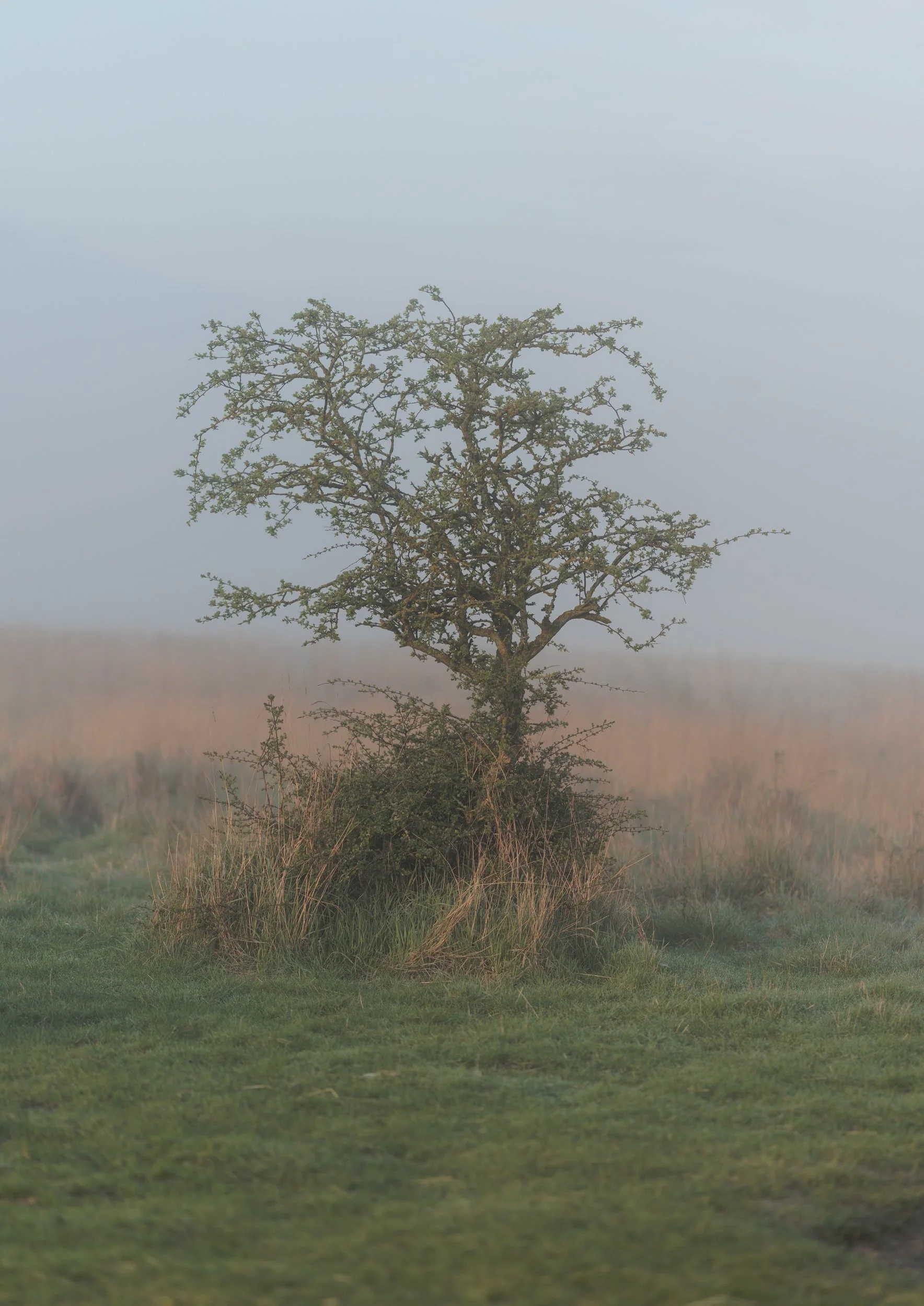 A lone tree with sparse branches stands in a grassy field with a layer of fog in the background.
