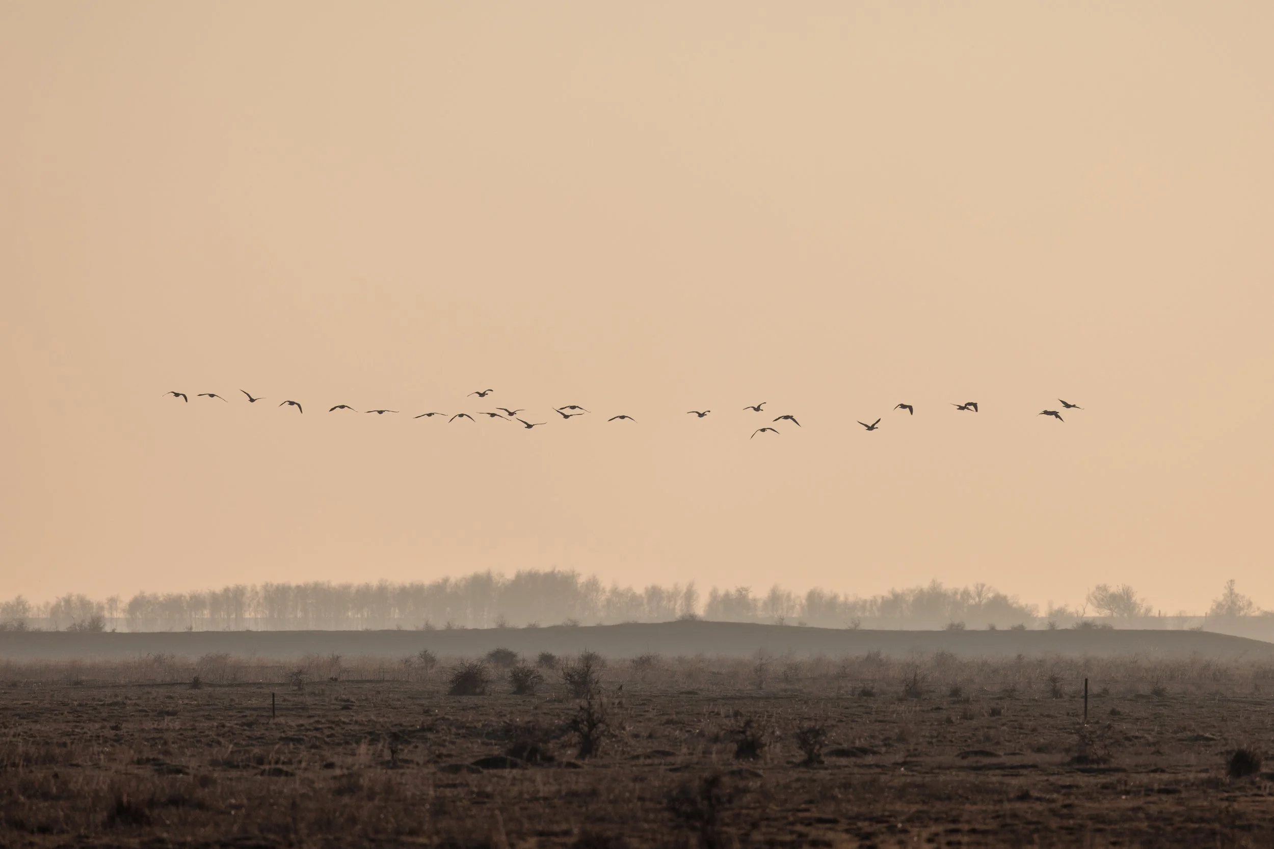 A flock of birds flying over a landscape with trees and fields during sunset or sunrise.
