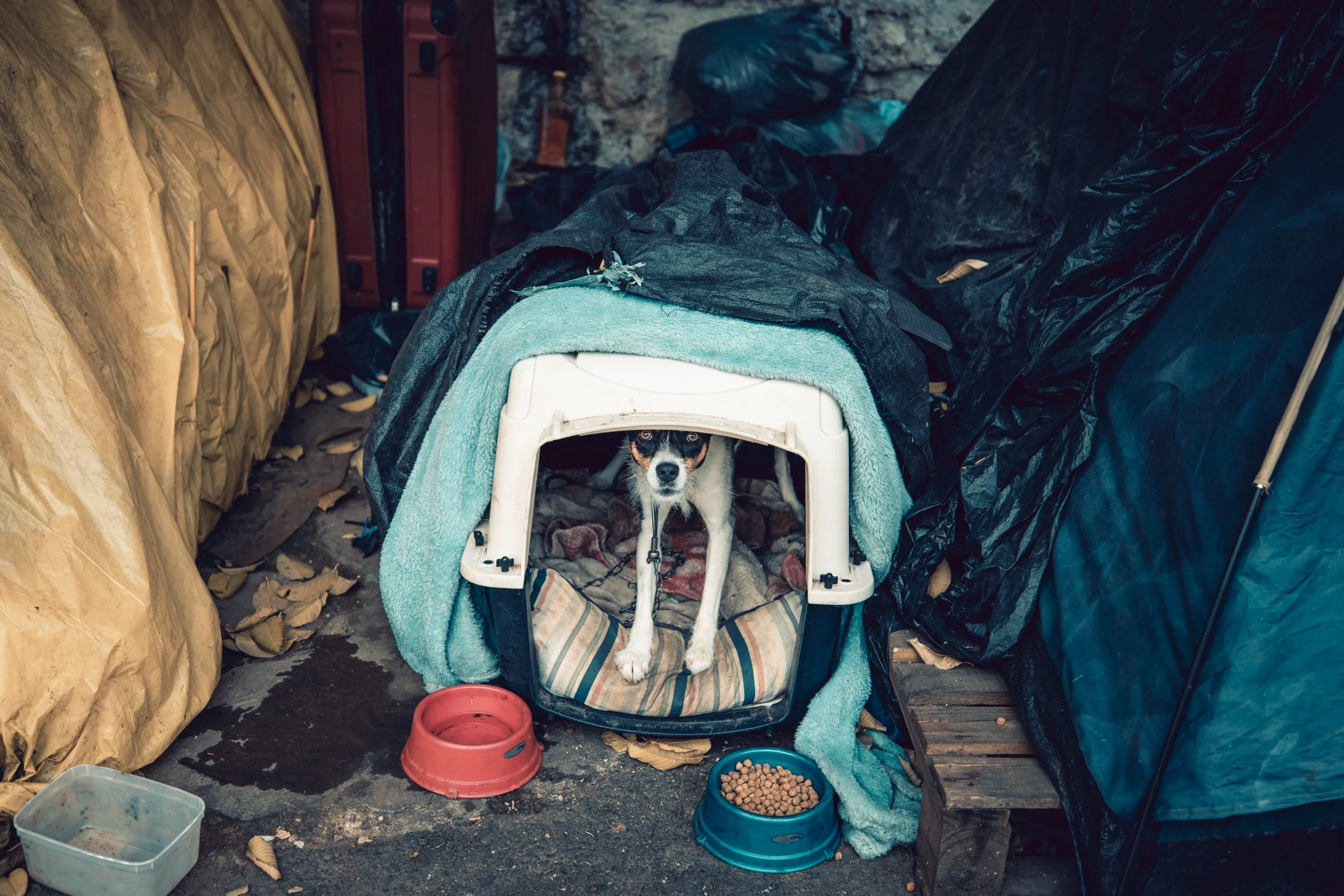 A small dog peeking out from inside a pet carrier, surrounded by black plastic sheets, with dog food and water bowls nearby, and a red plastic bowl on the ground.