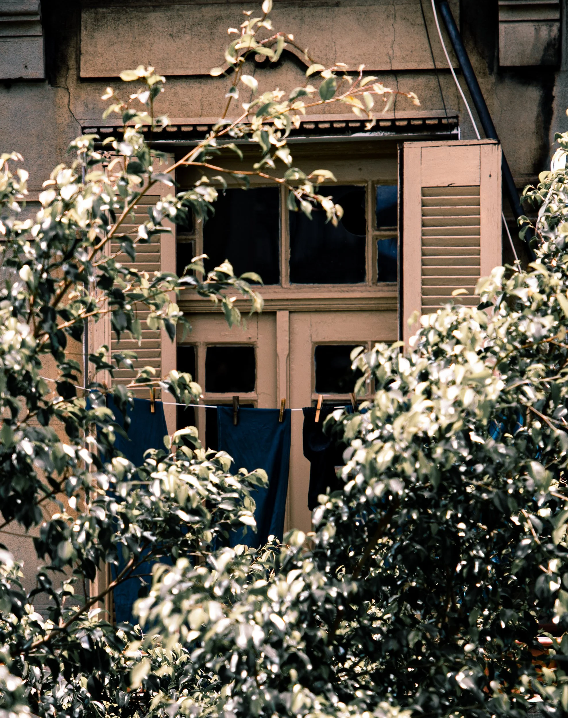 A view of a house window with open shutters, partially obscured by leafy branches in the foreground.