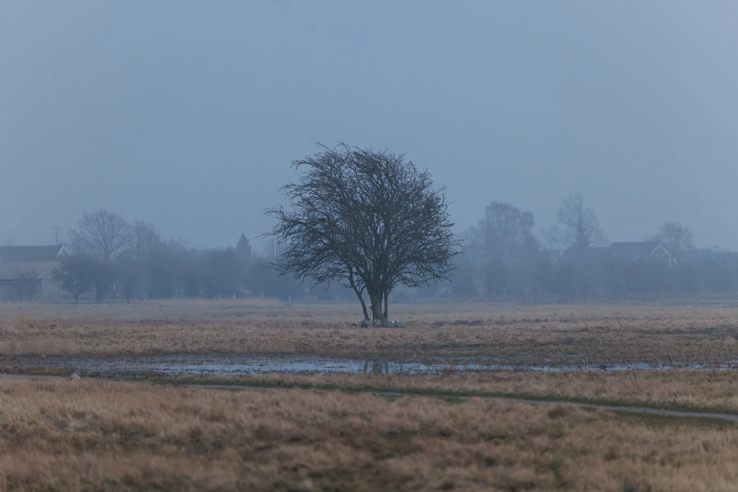 A solitary, leafless tree standing in a grassy field on a foggy day, with houses and other trees faintly visible in the background.