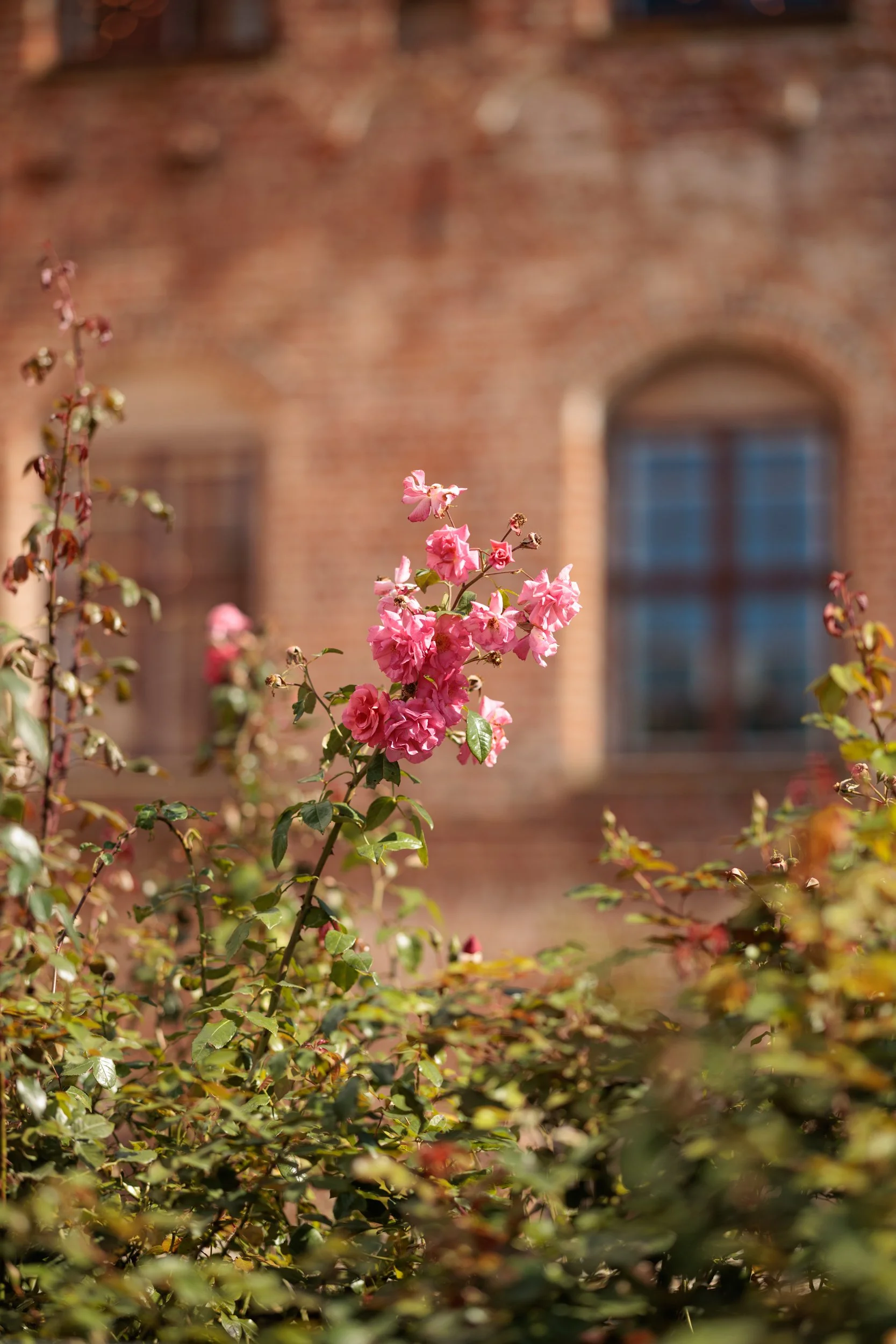 Pink flowers on a bush in front of a brick building with arched window.