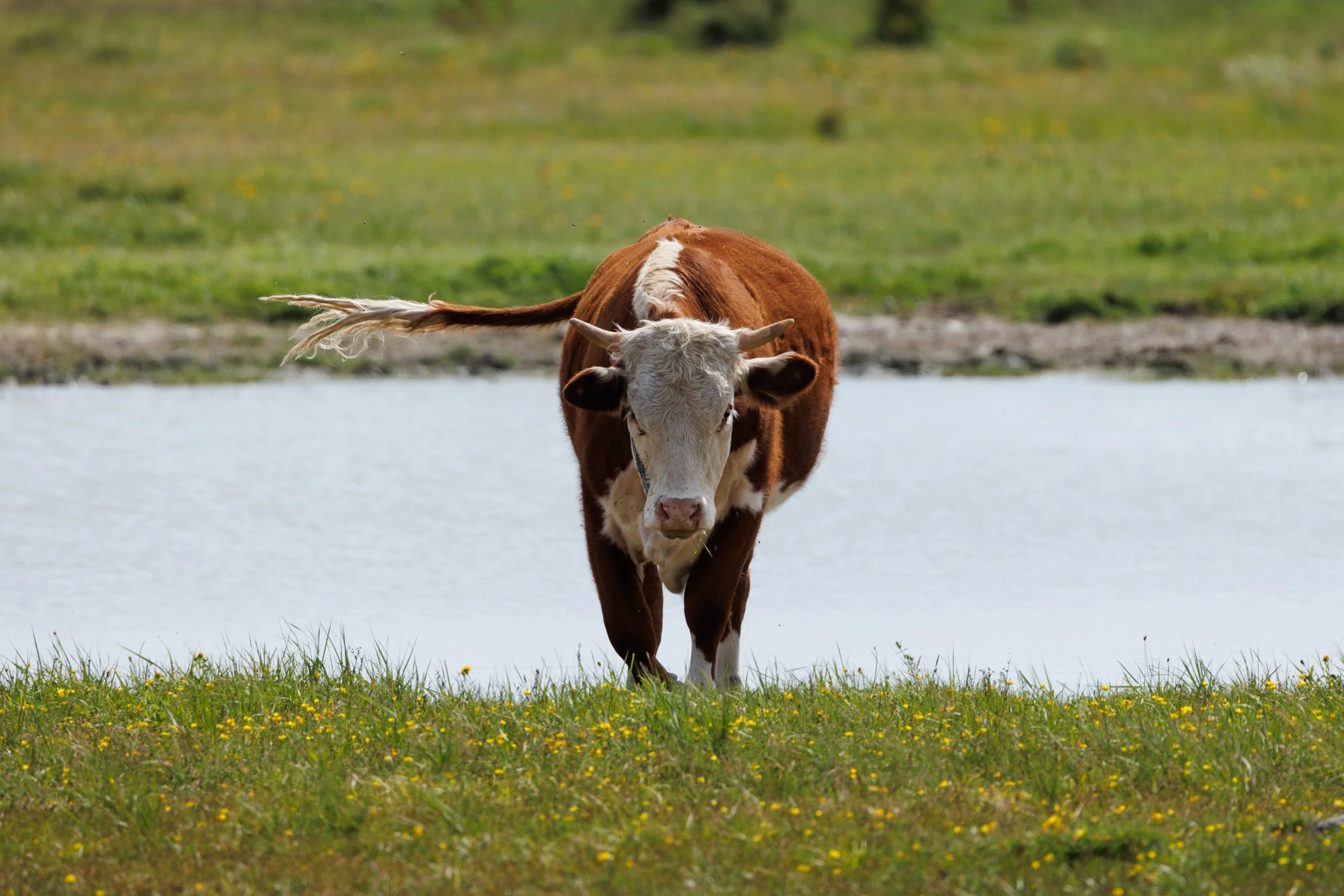 A cow with brown and white coloring standing in front of a body of water, with green grass and small yellow flowers in the foreground and a blurred green landscape in the background.